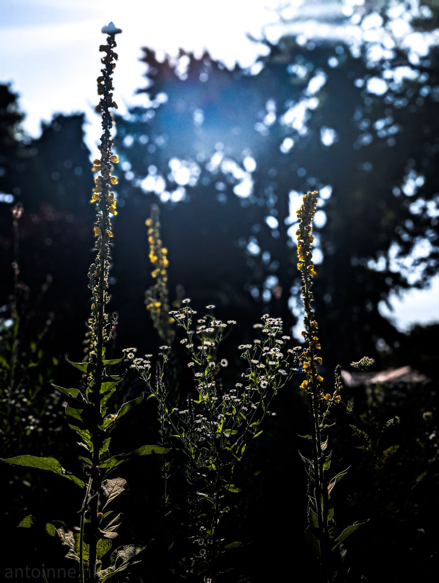 Backlit