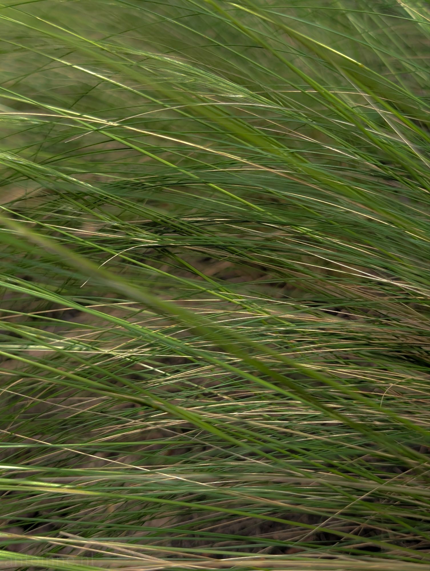 Gras