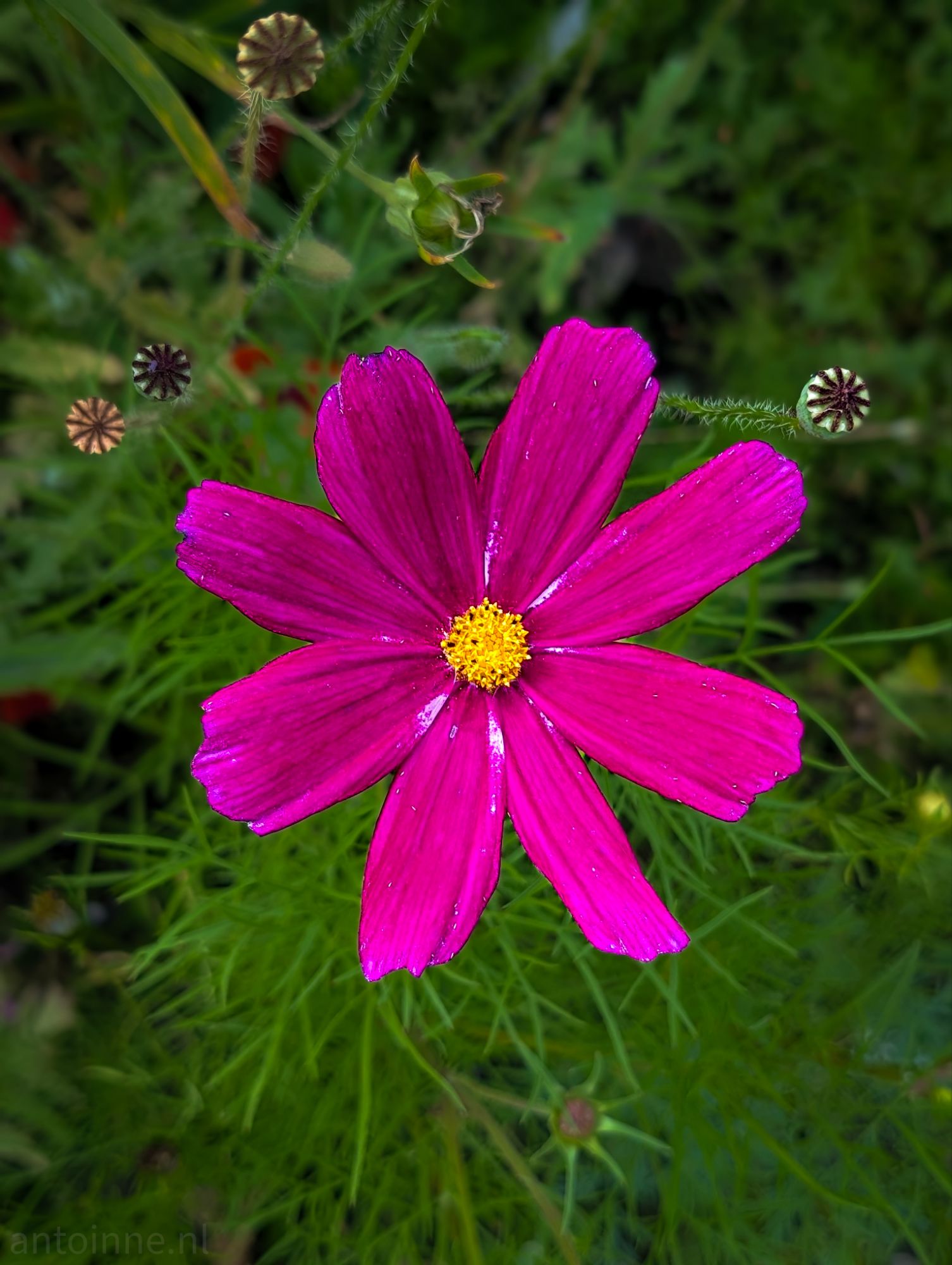 Cosmos