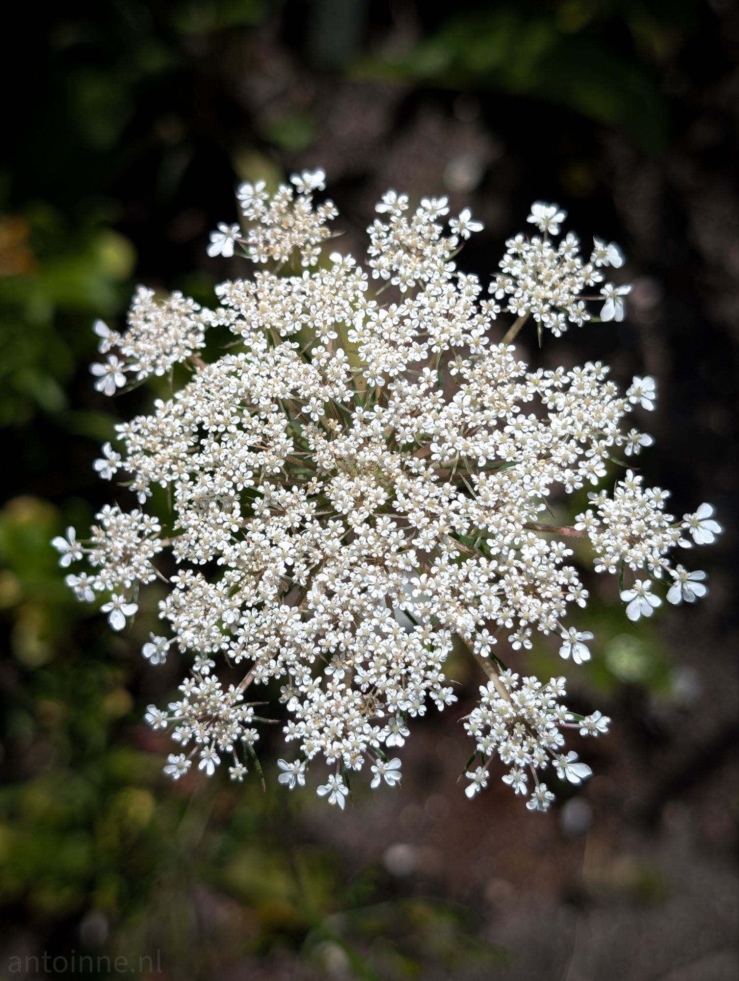 Umbel
