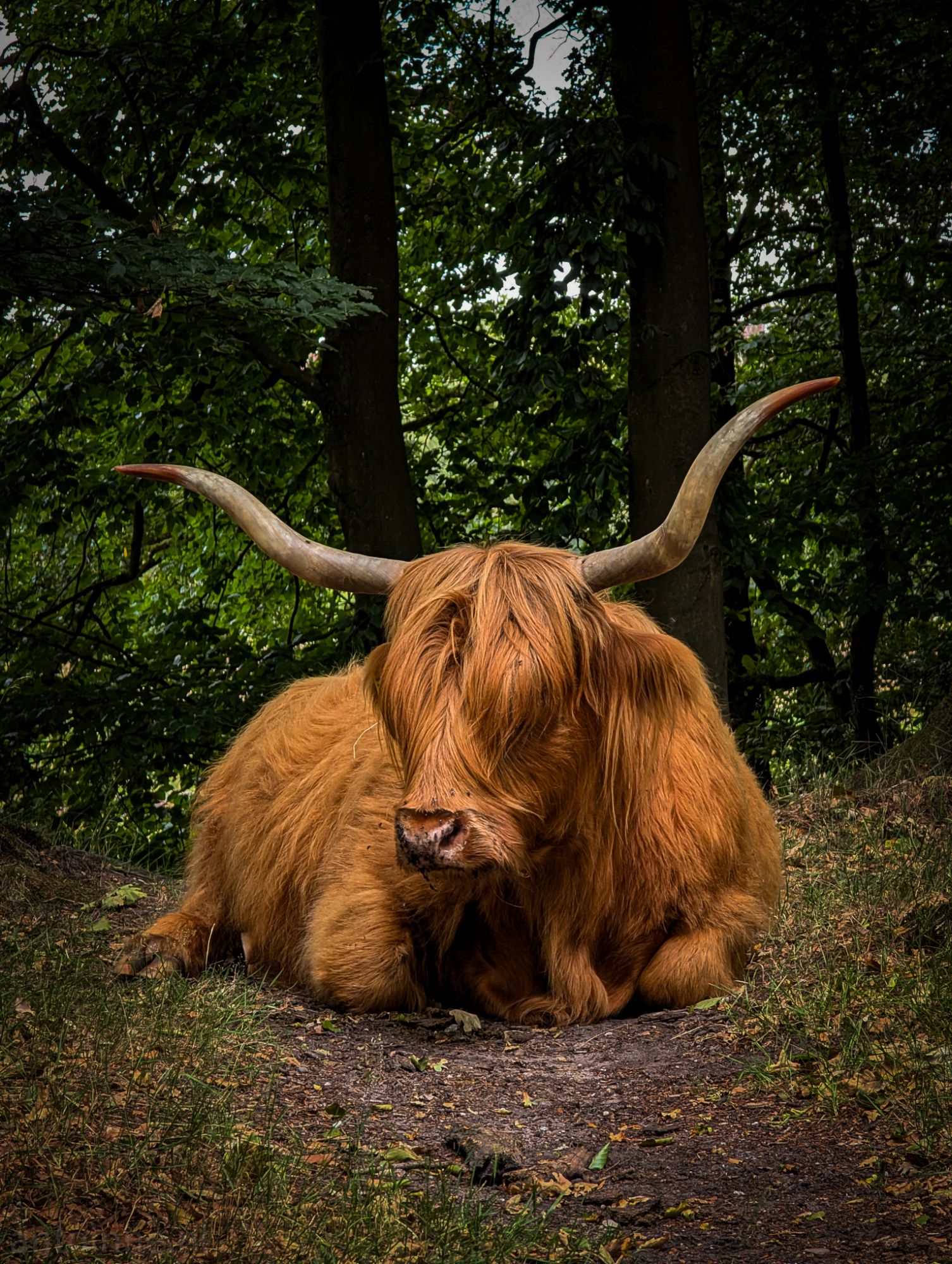 Highland cow