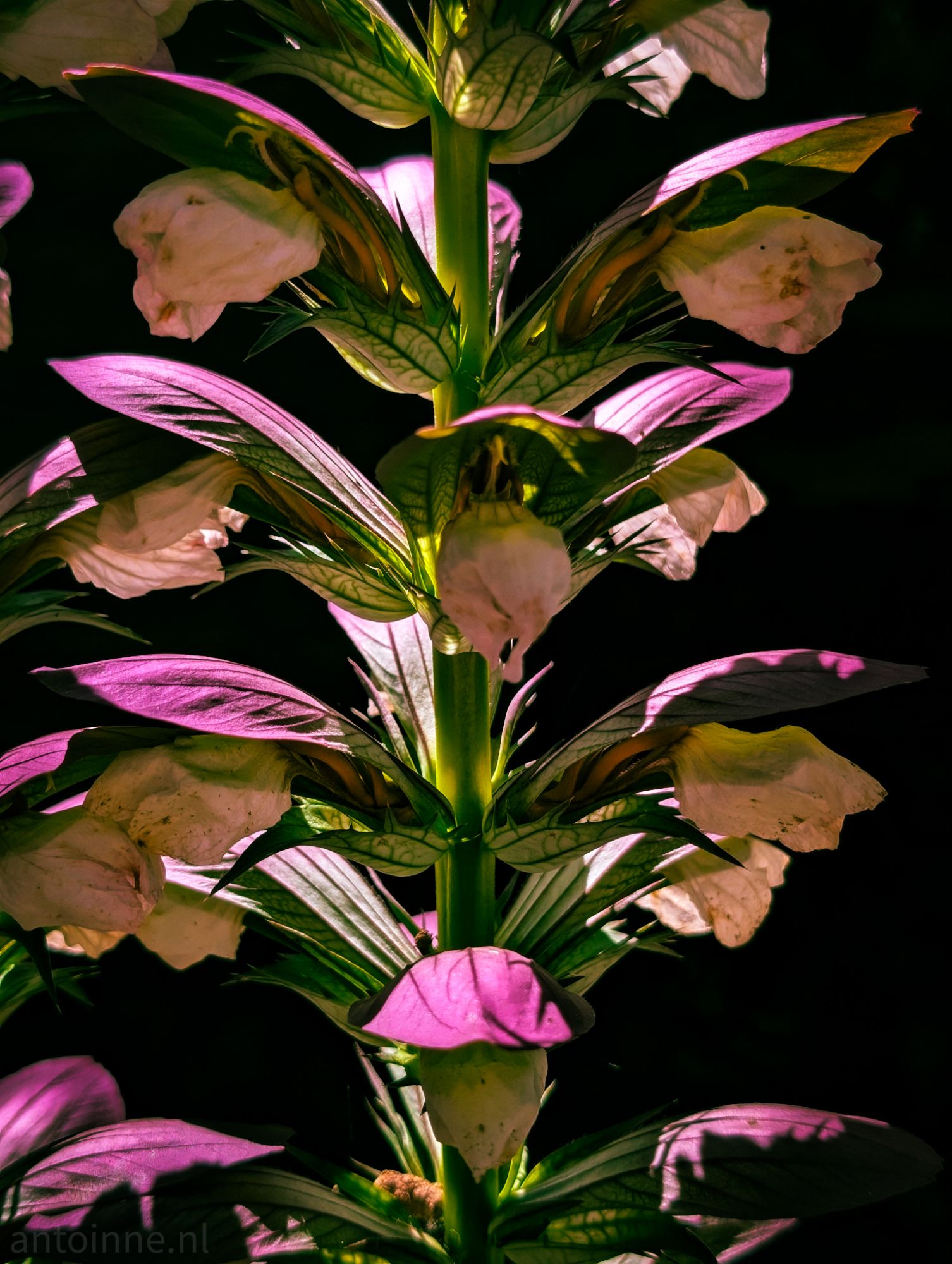 Magenta