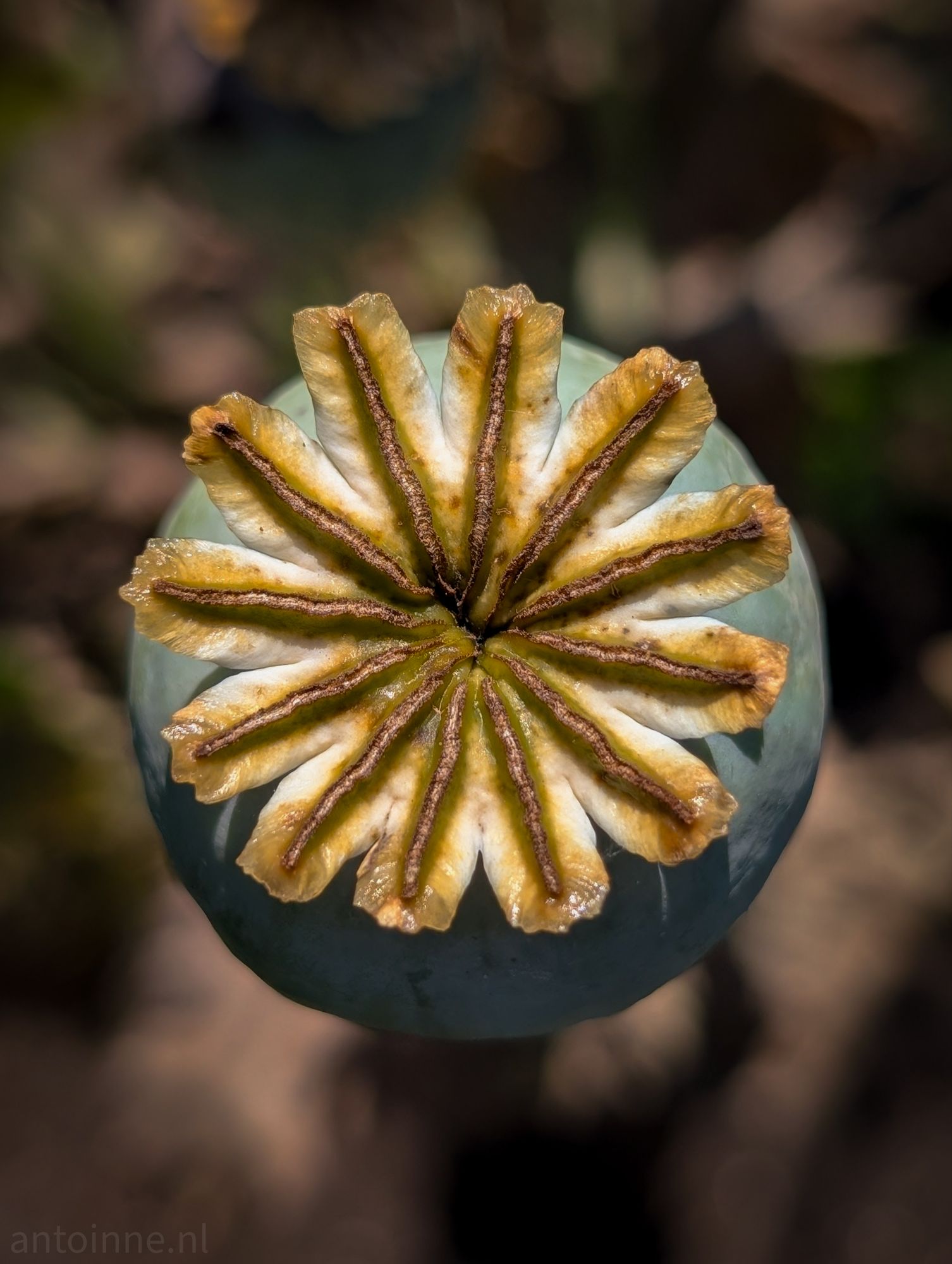 Poppy pod