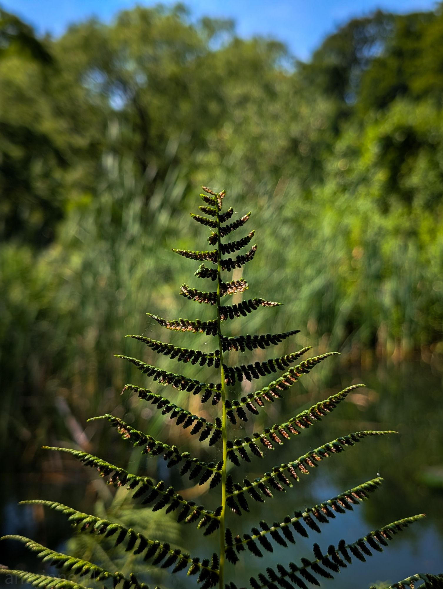 Fern