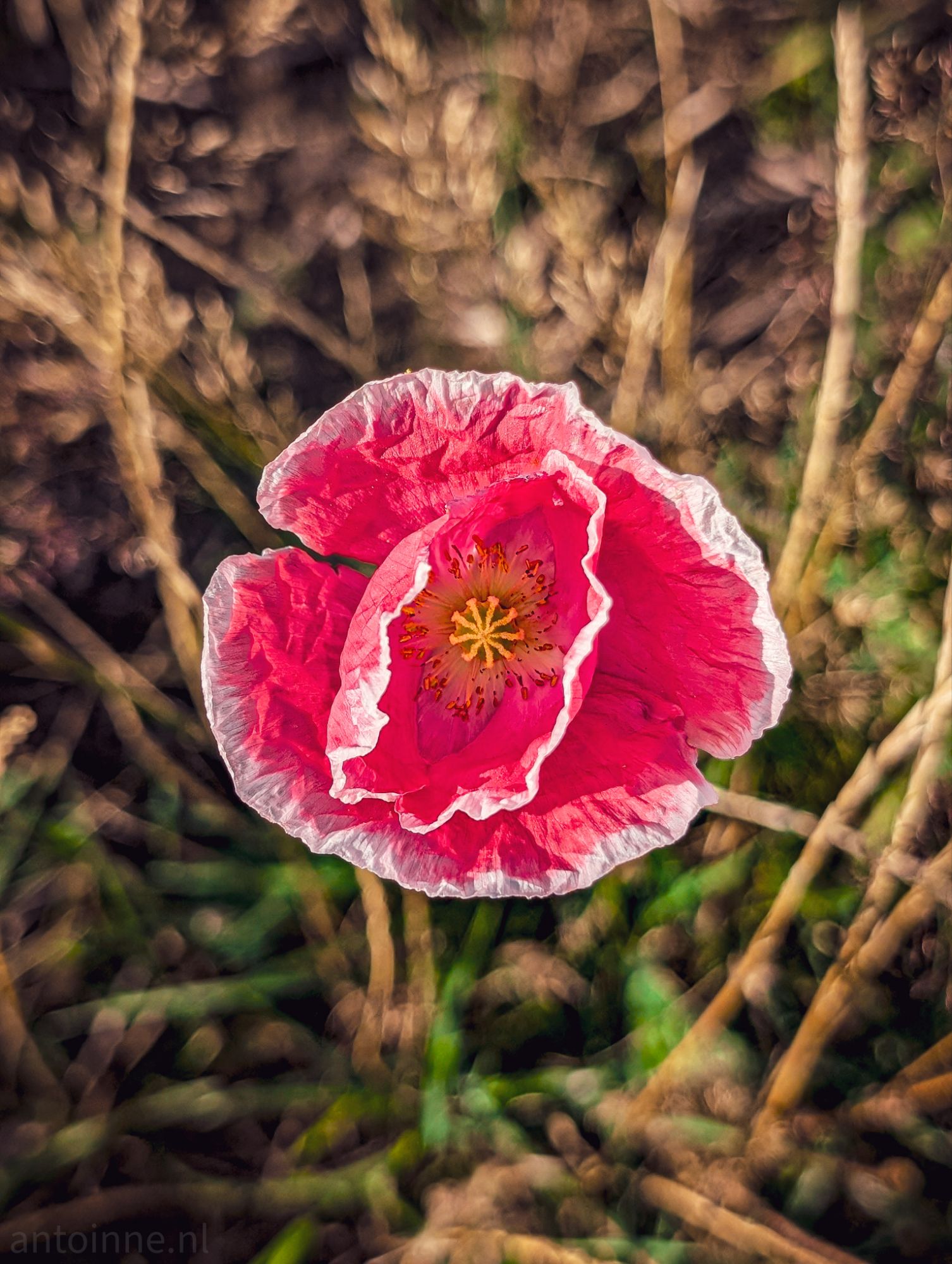 Pink Poppy