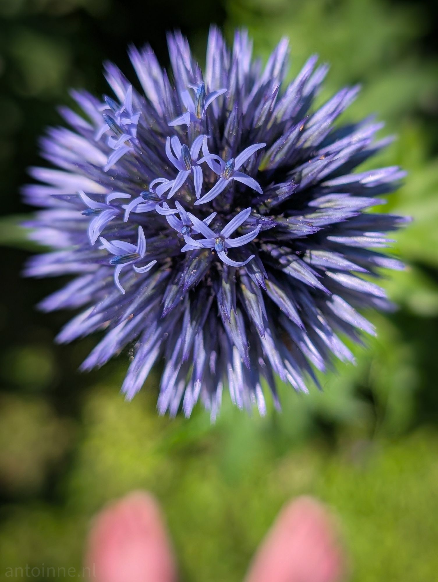 Echinops