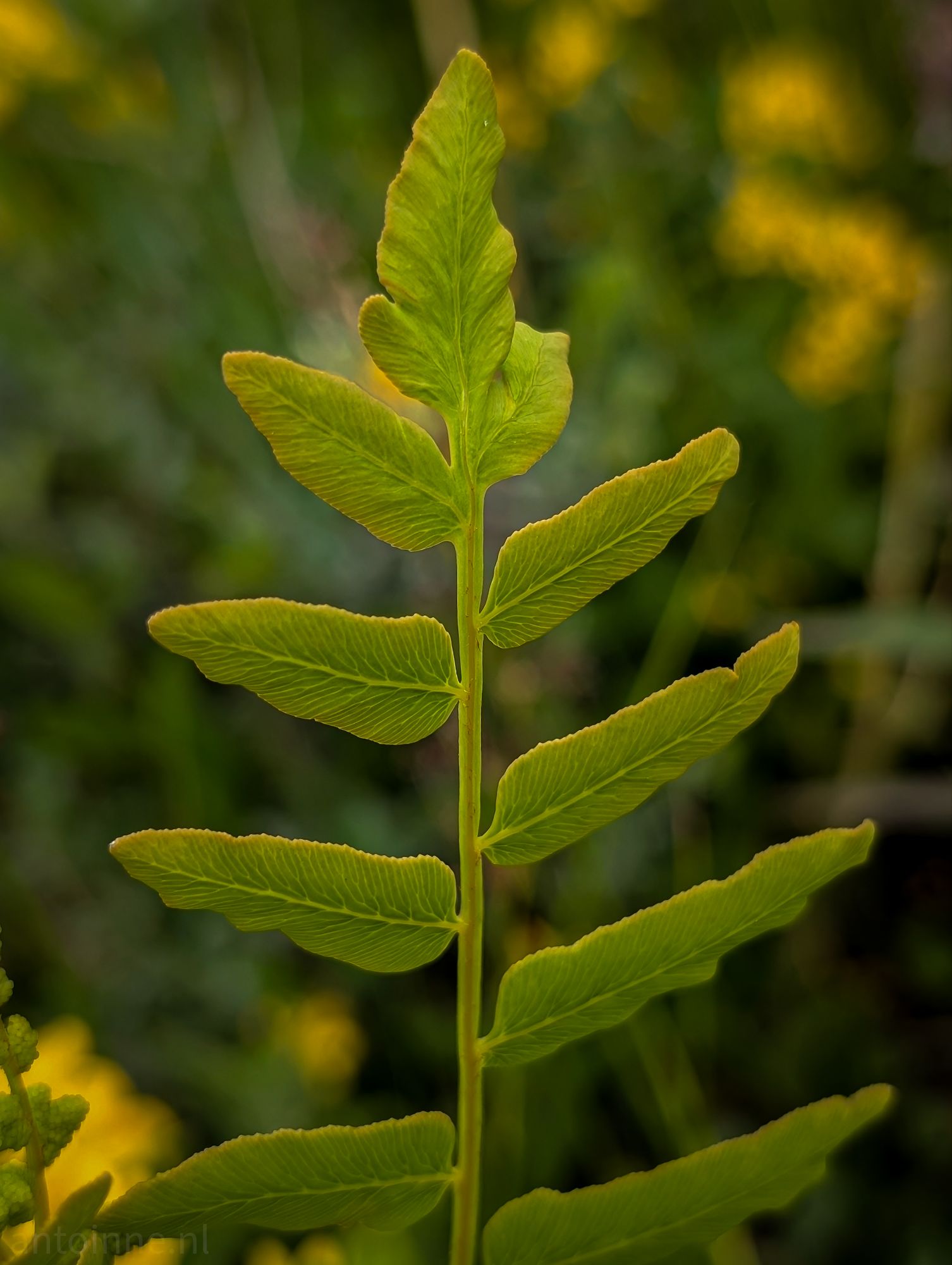 Royal Fern