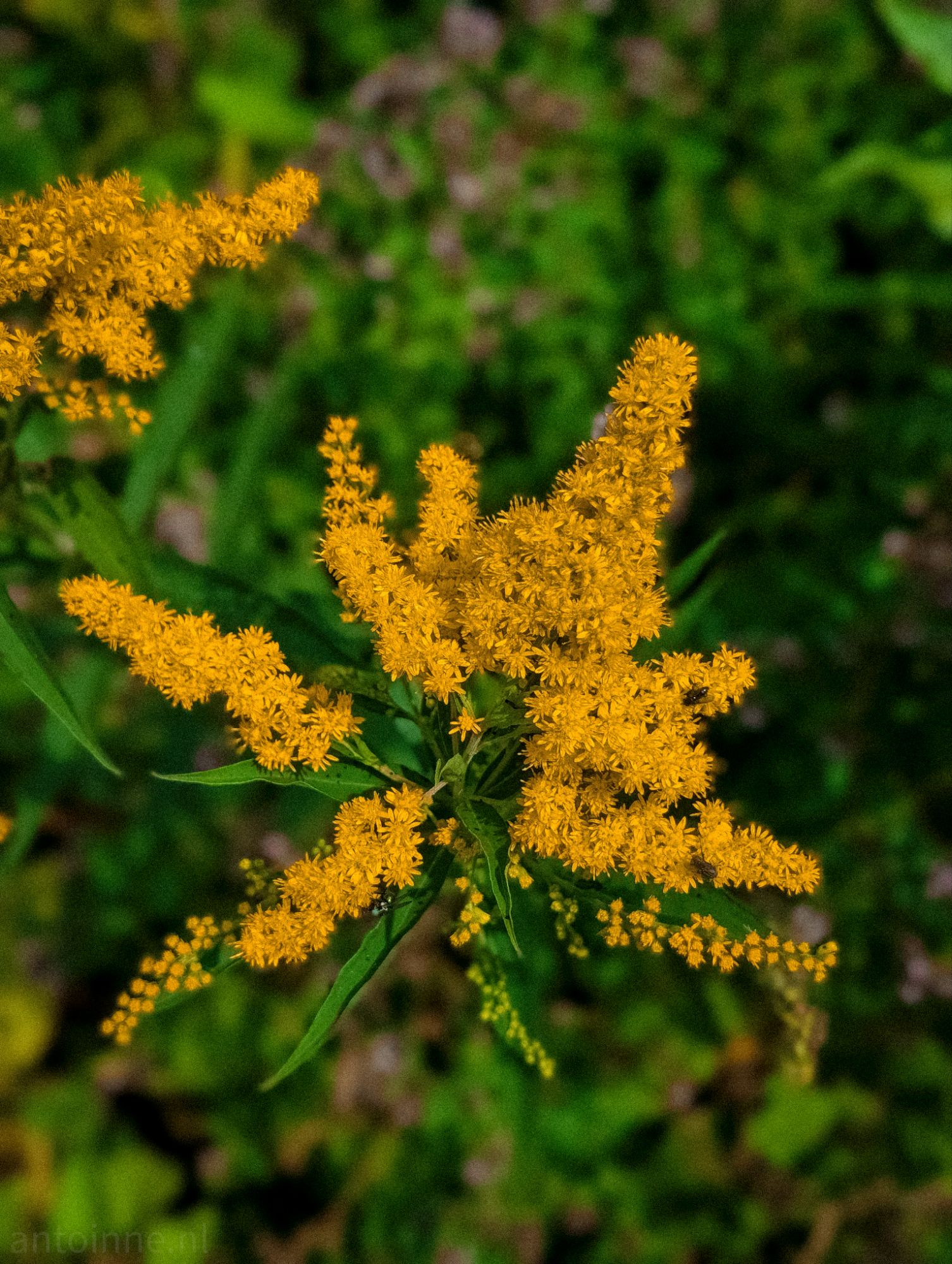 Goldenrod