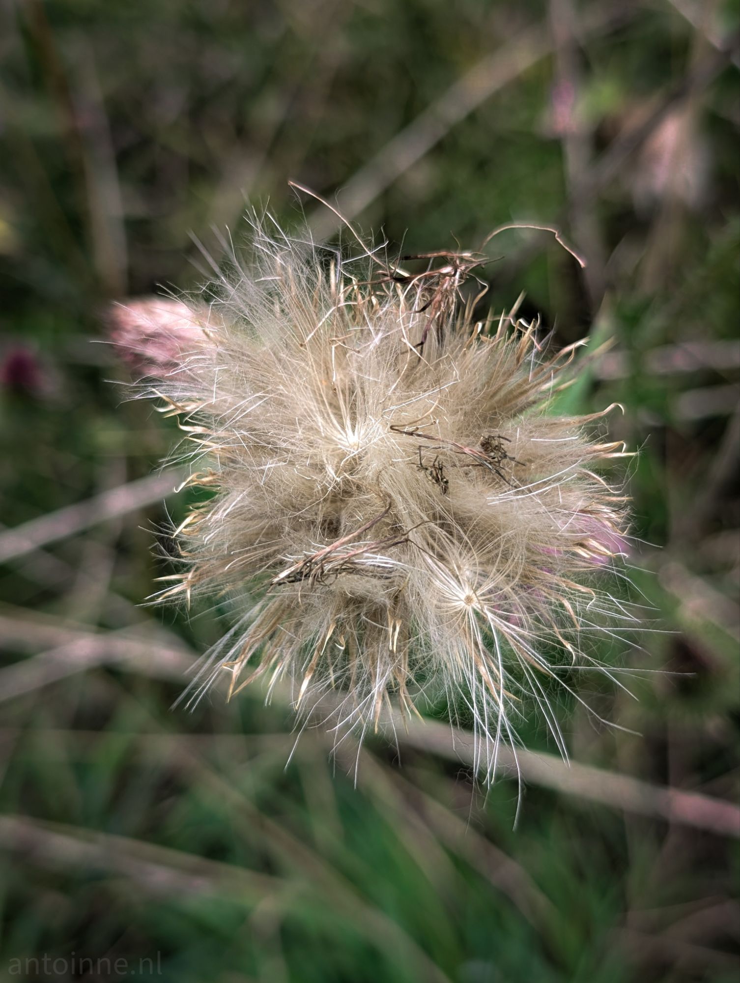 Fading fluff
