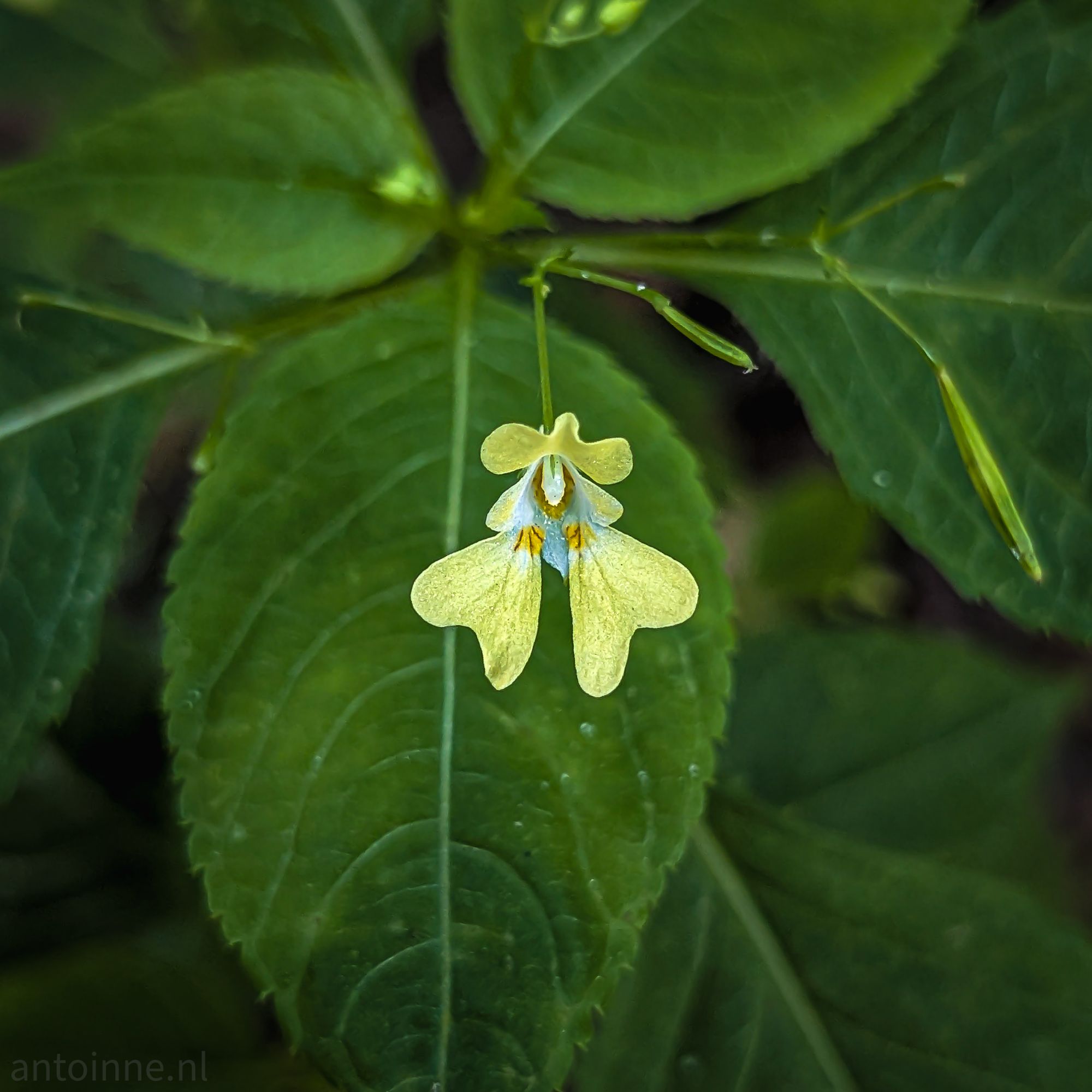 Impatiens parviflora
