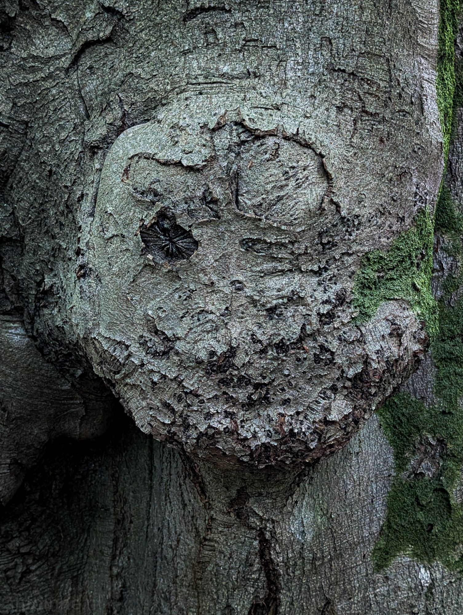Face formation