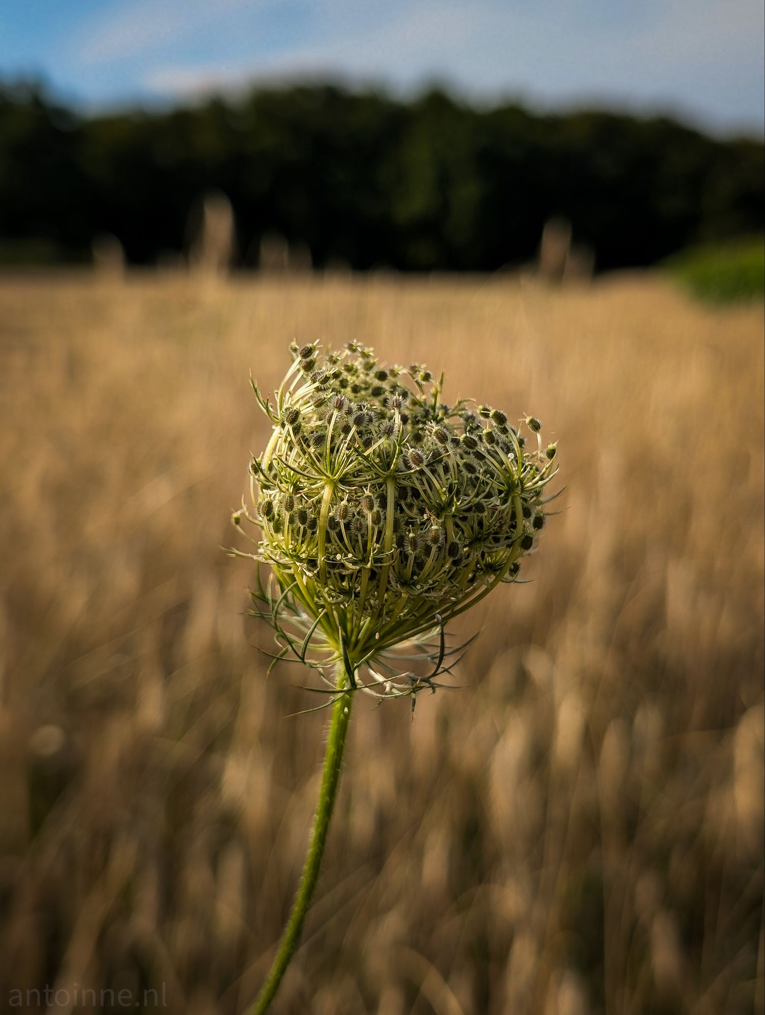 Seed head