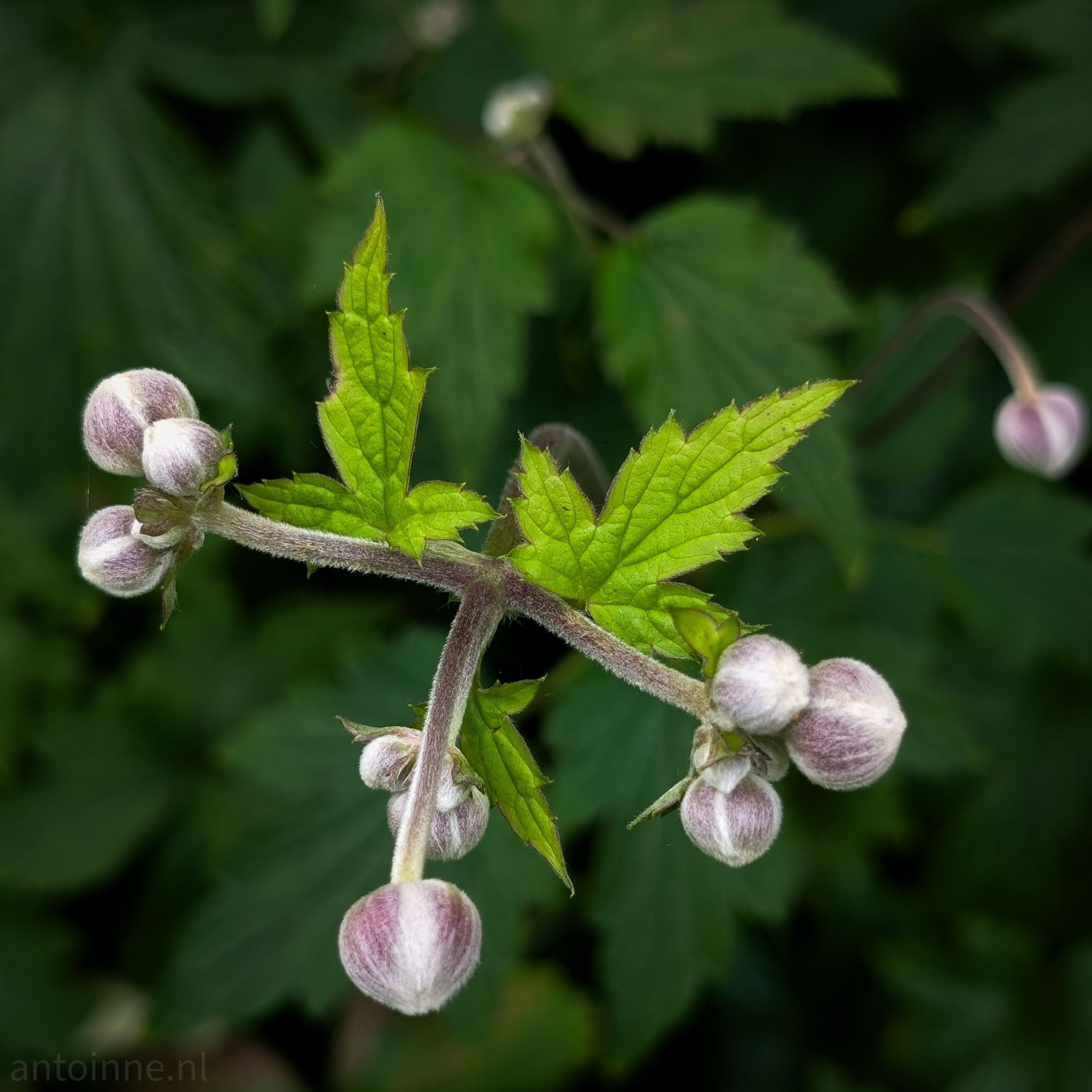 Buds