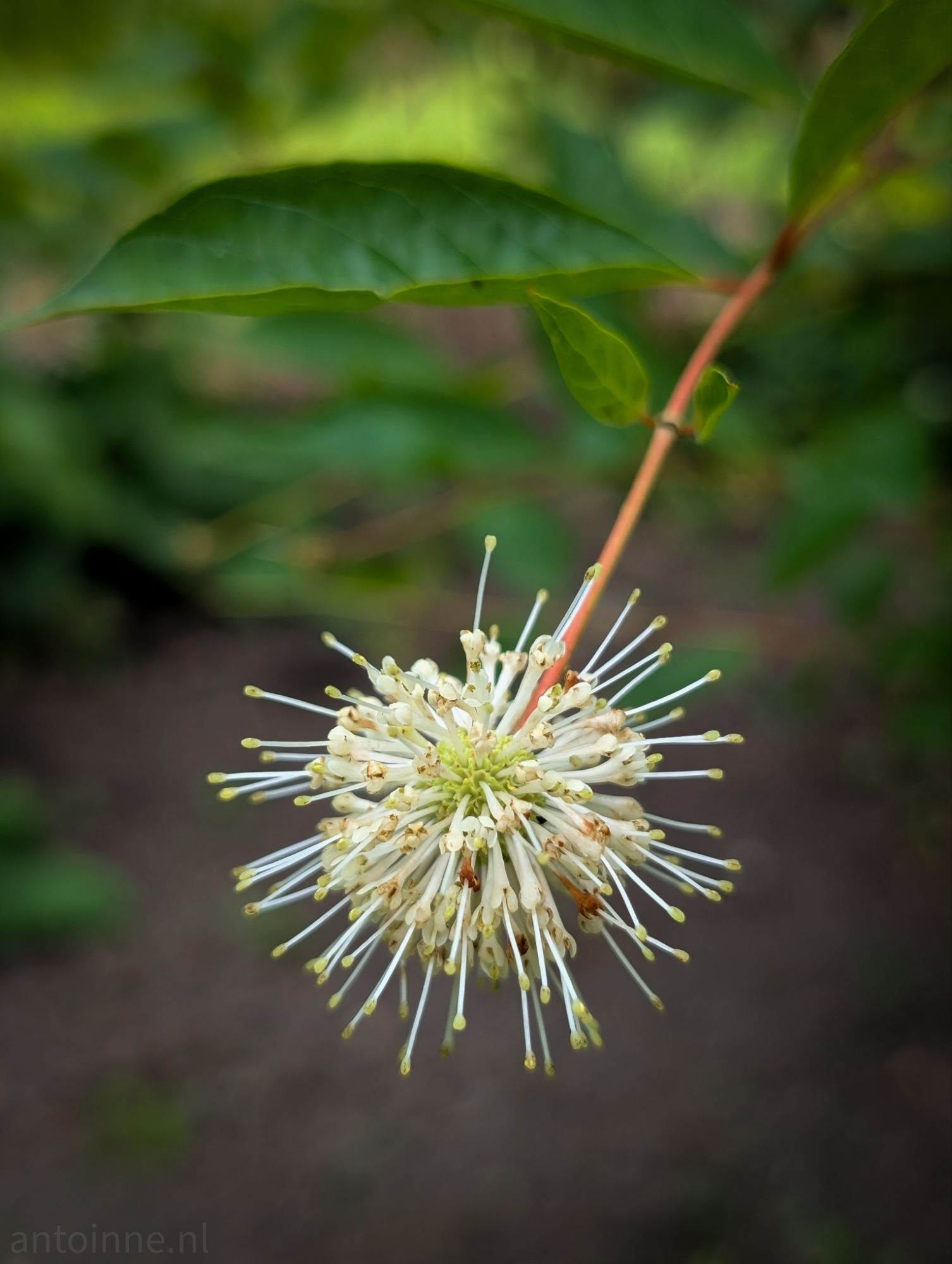 Pincushion