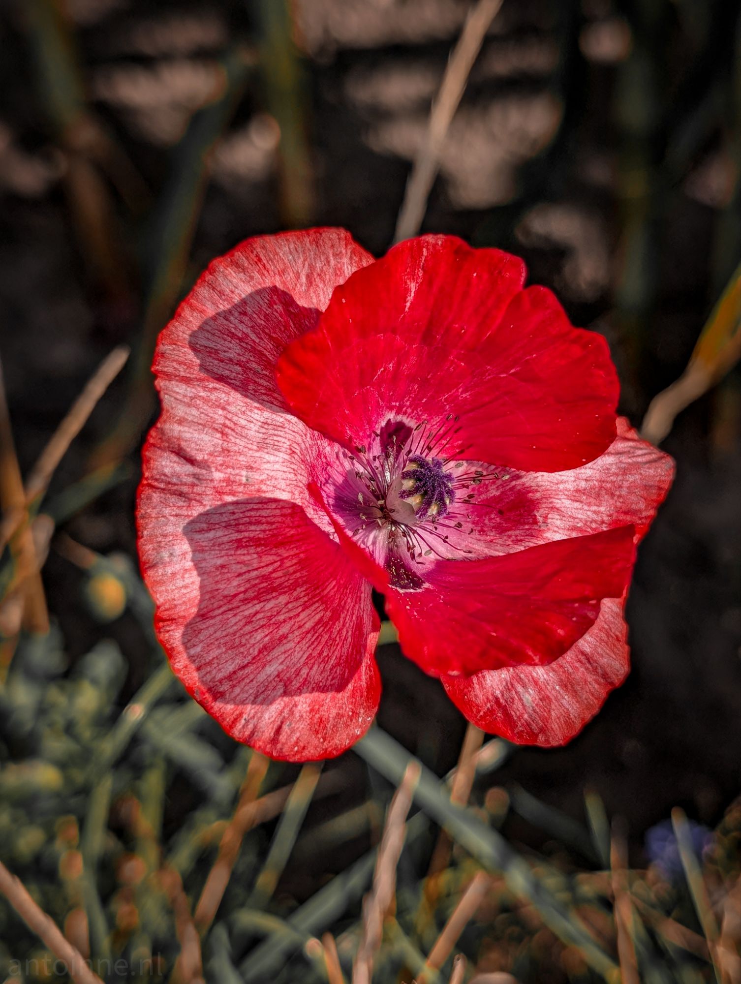 Poppy flower