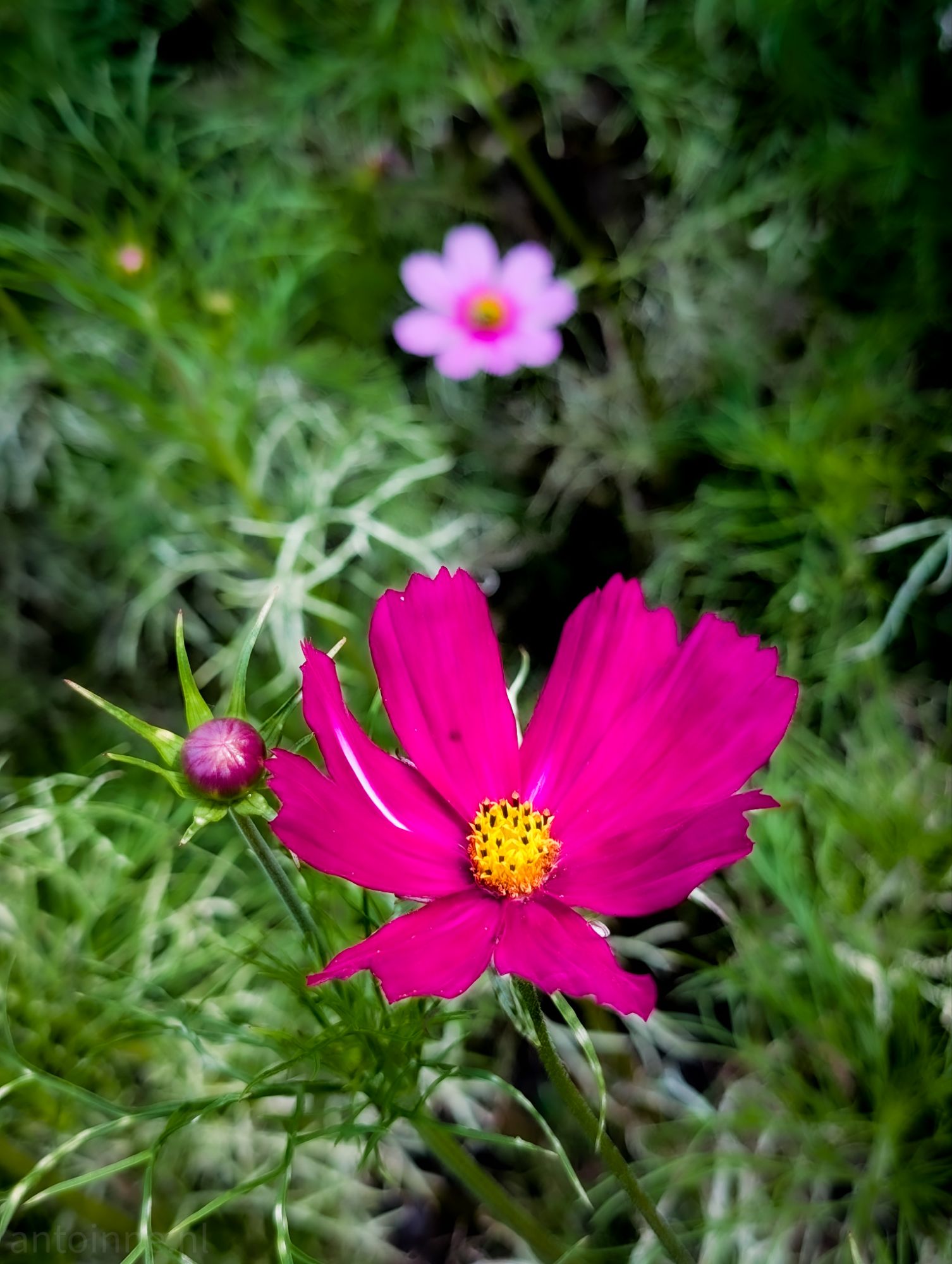 Pink and purple