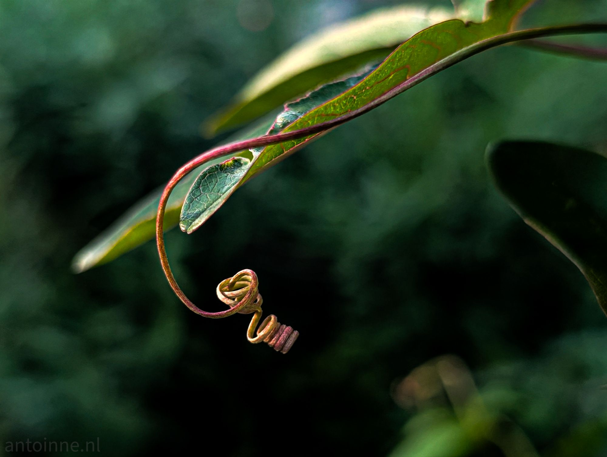 Tendril