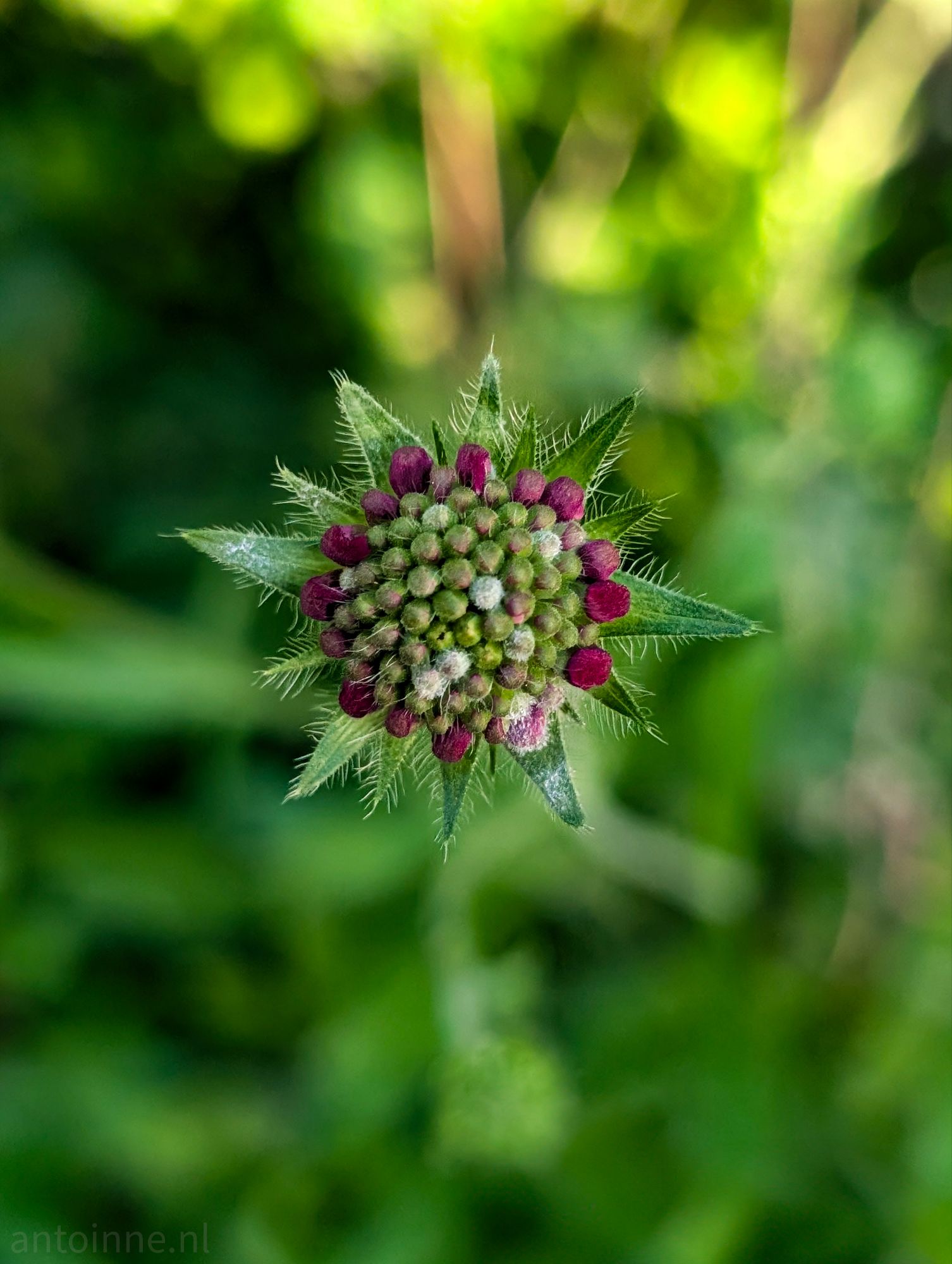 Flower bud