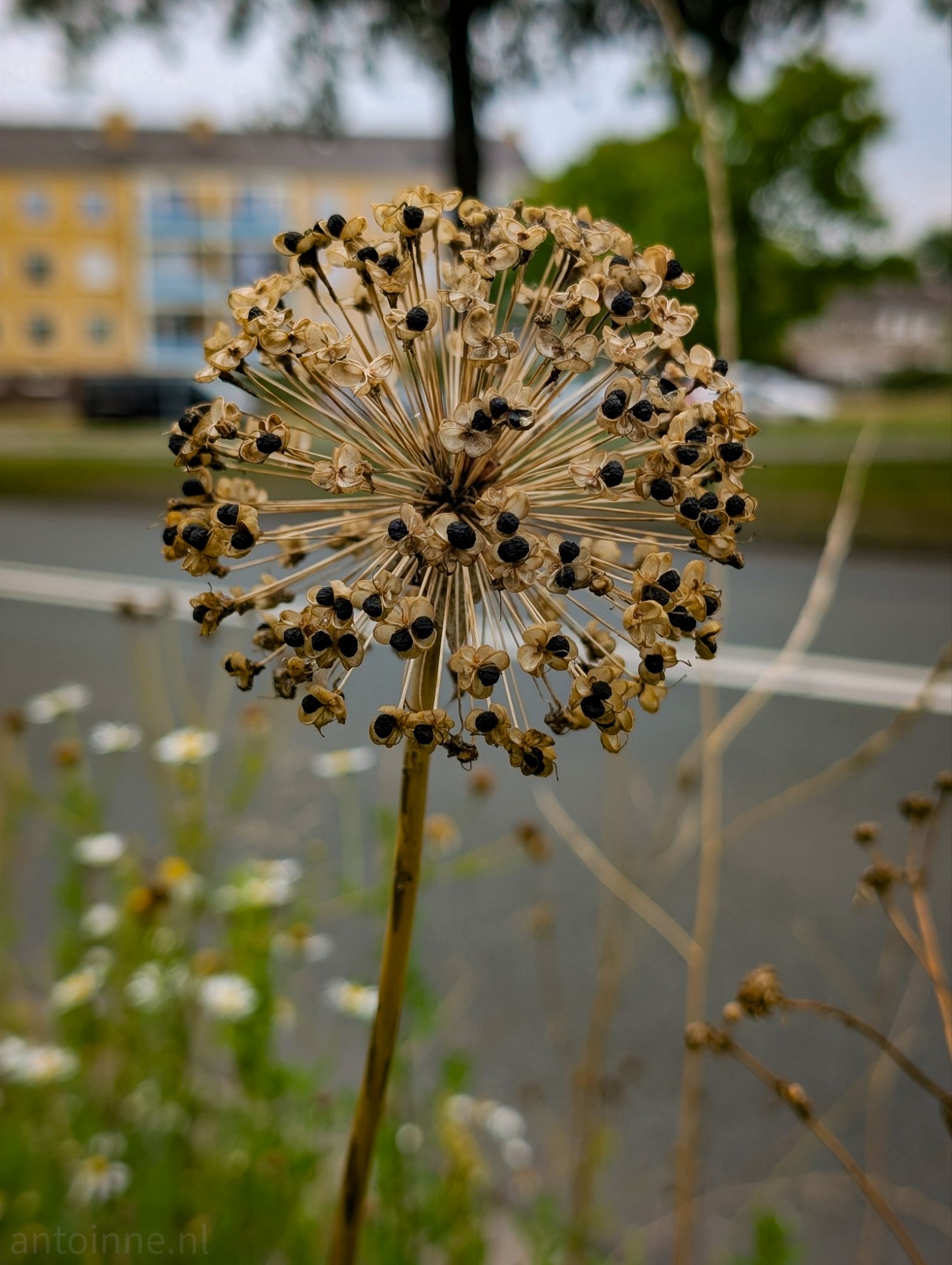 Ornamental onion