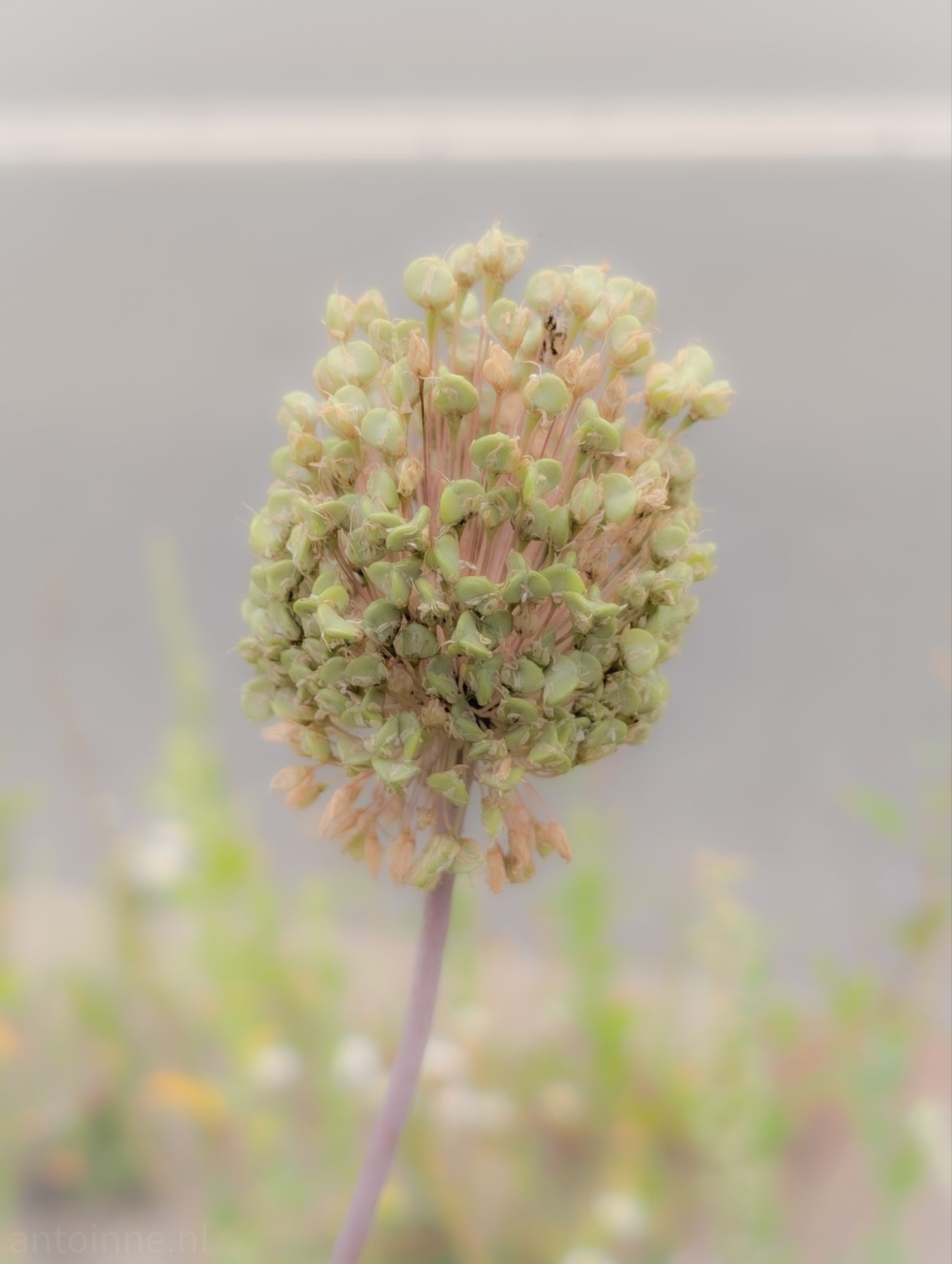 Soft and muted