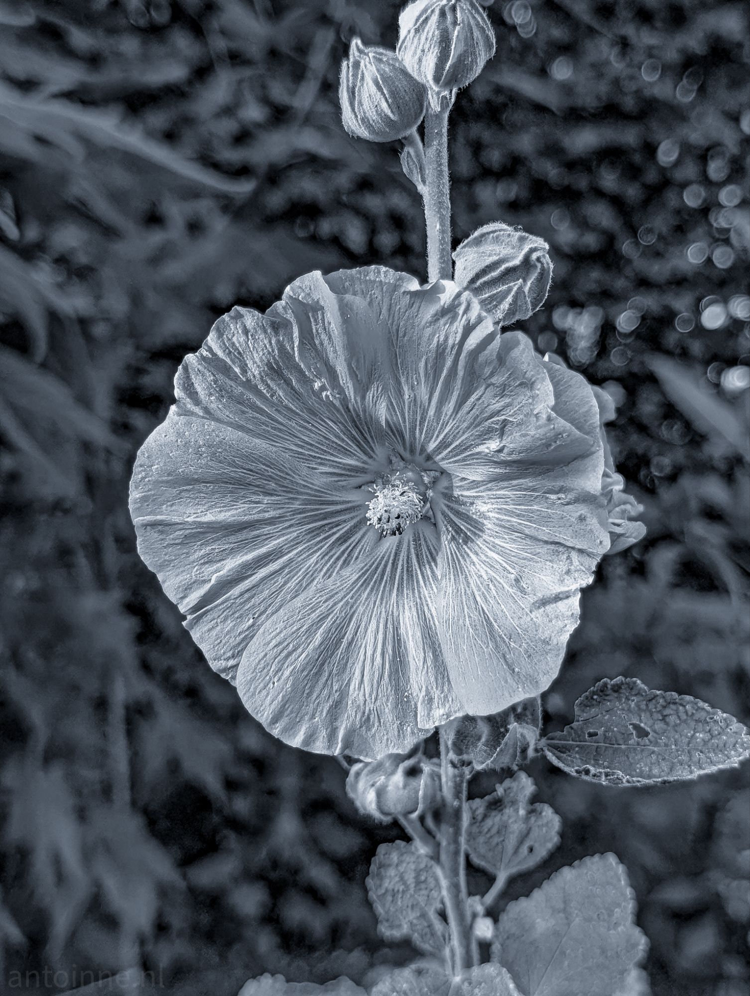 Hollyhock flower