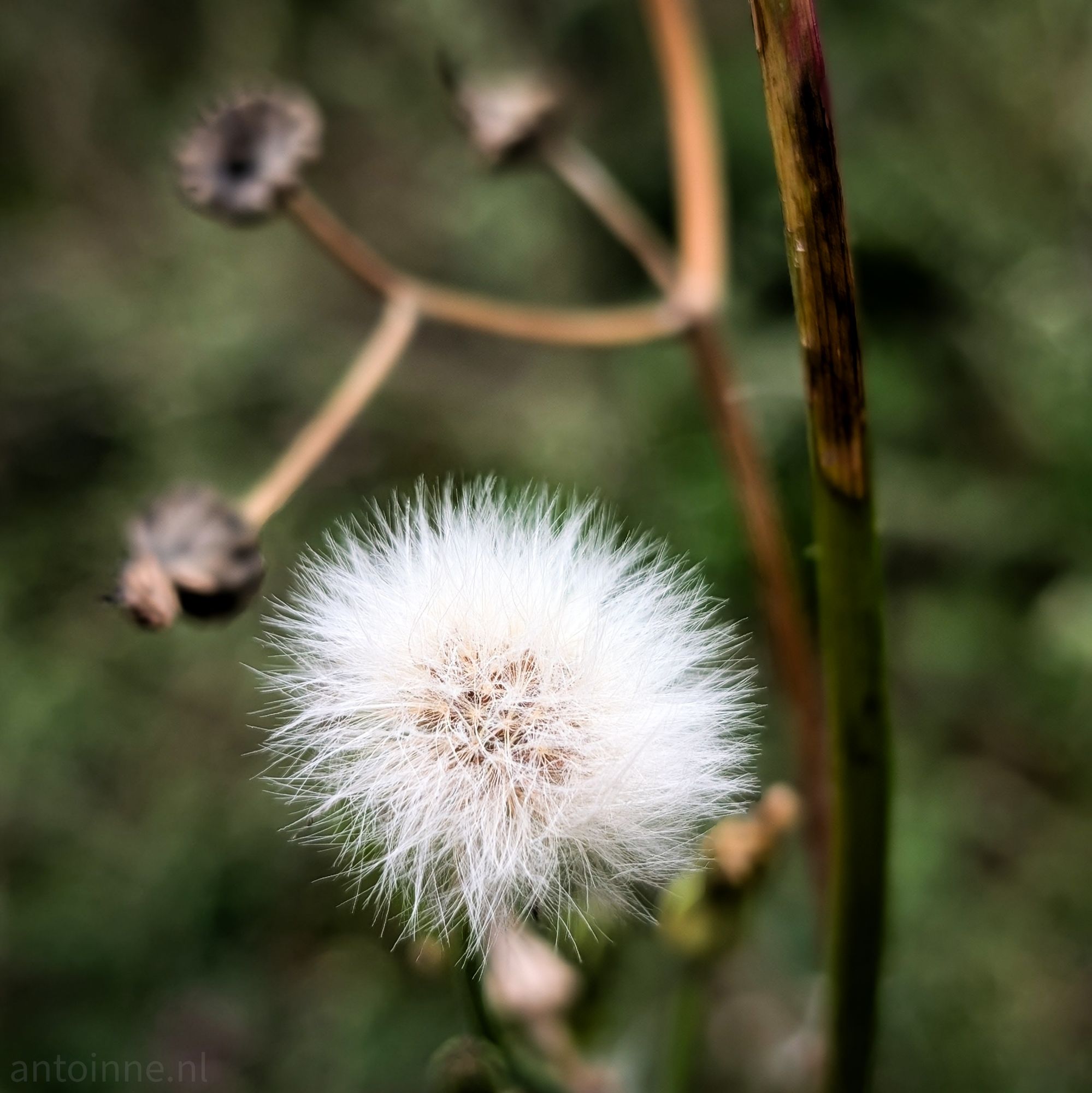 Fluffy White