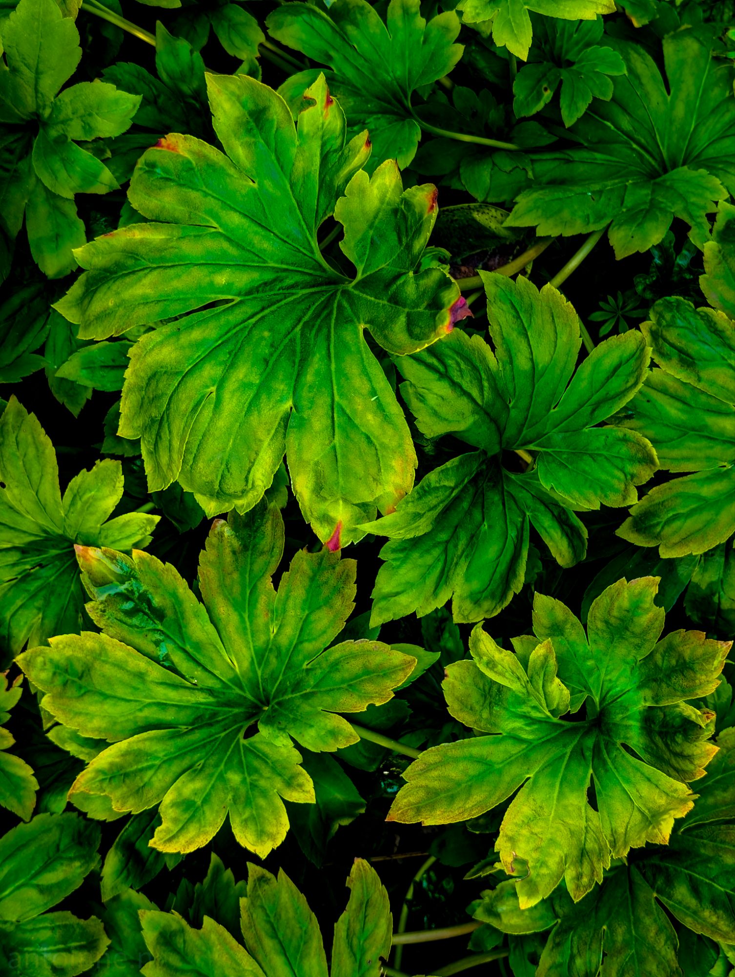 Lush Green