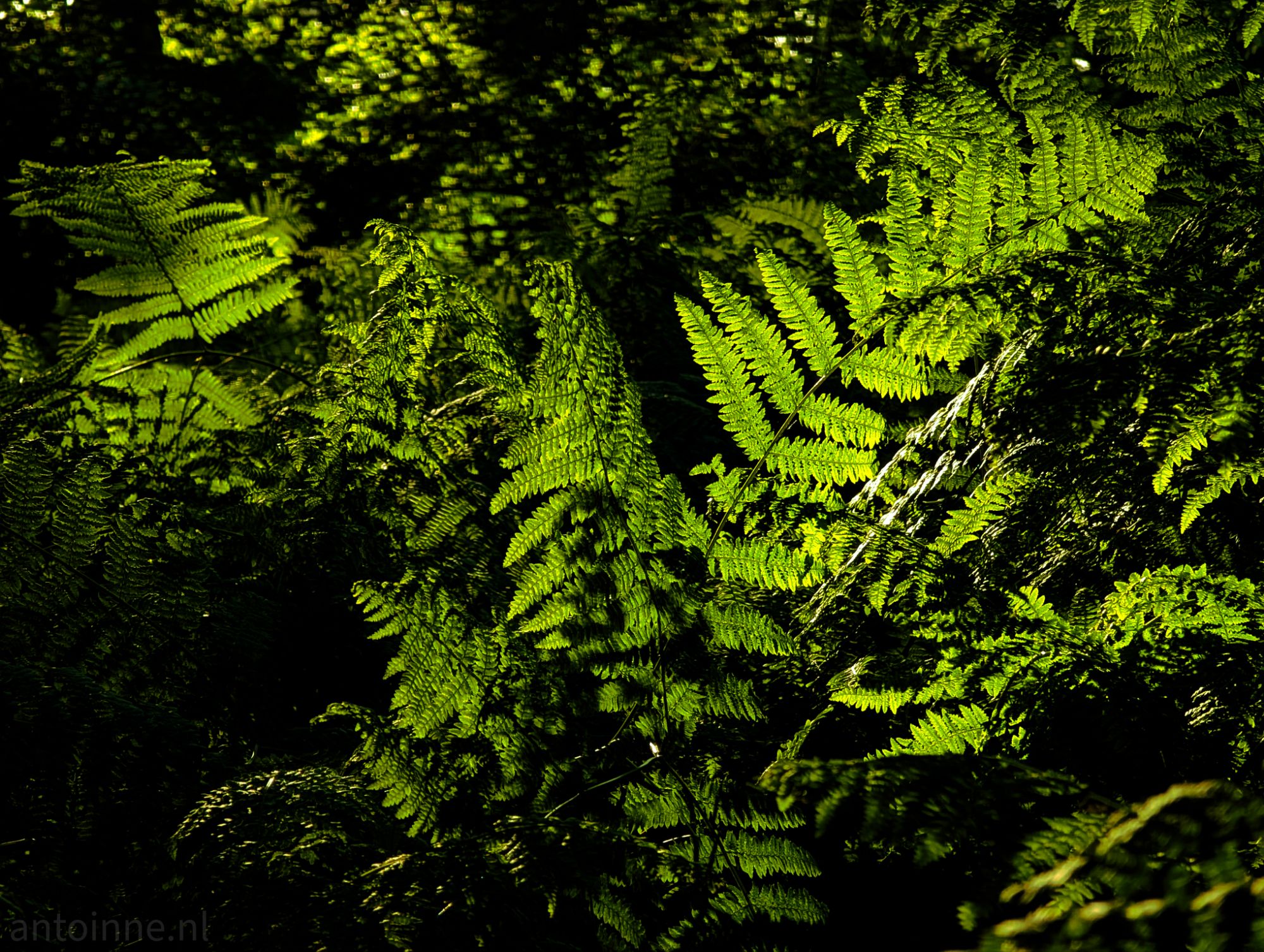 Lush dense foliage