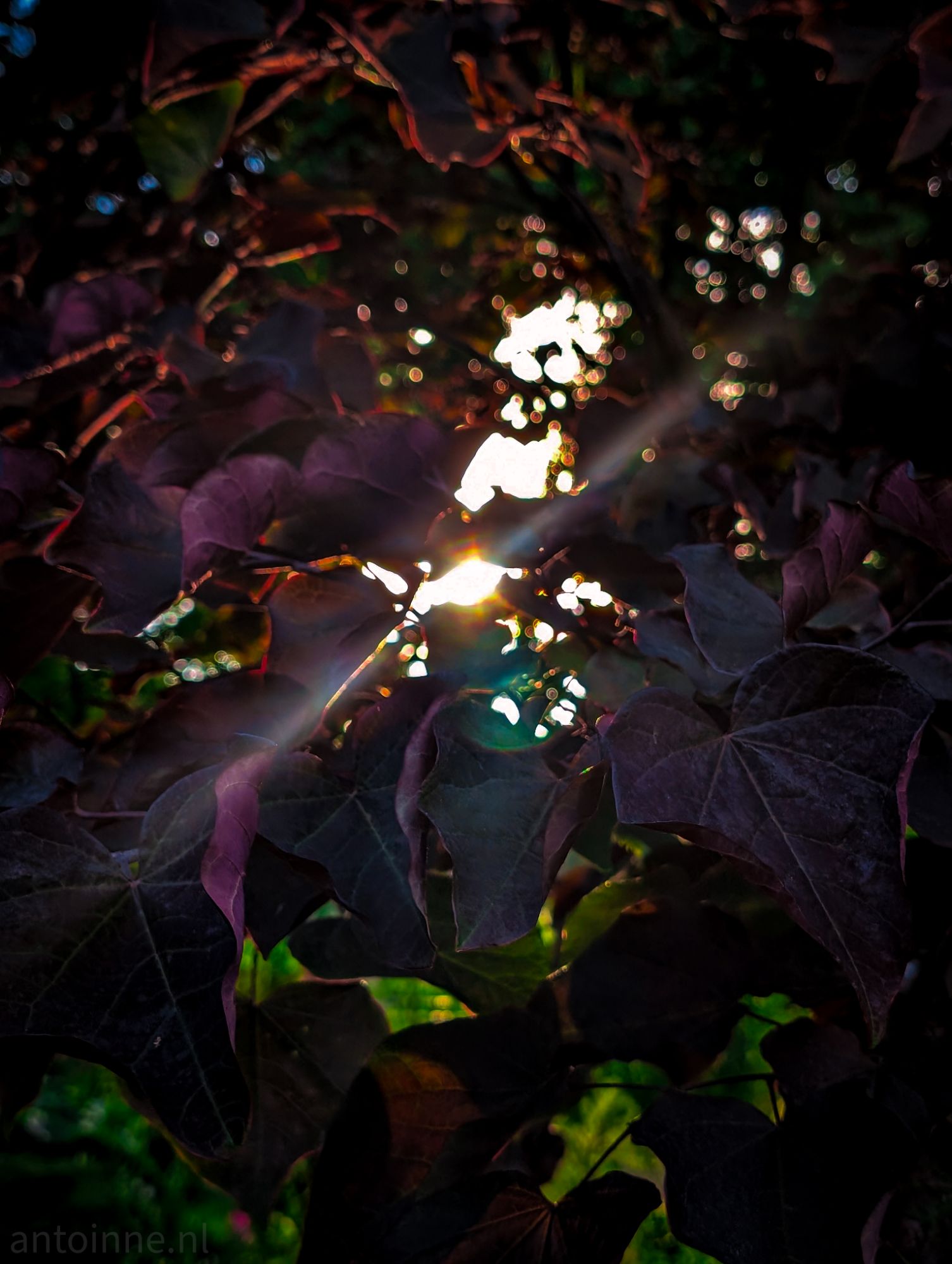 Purple Ray