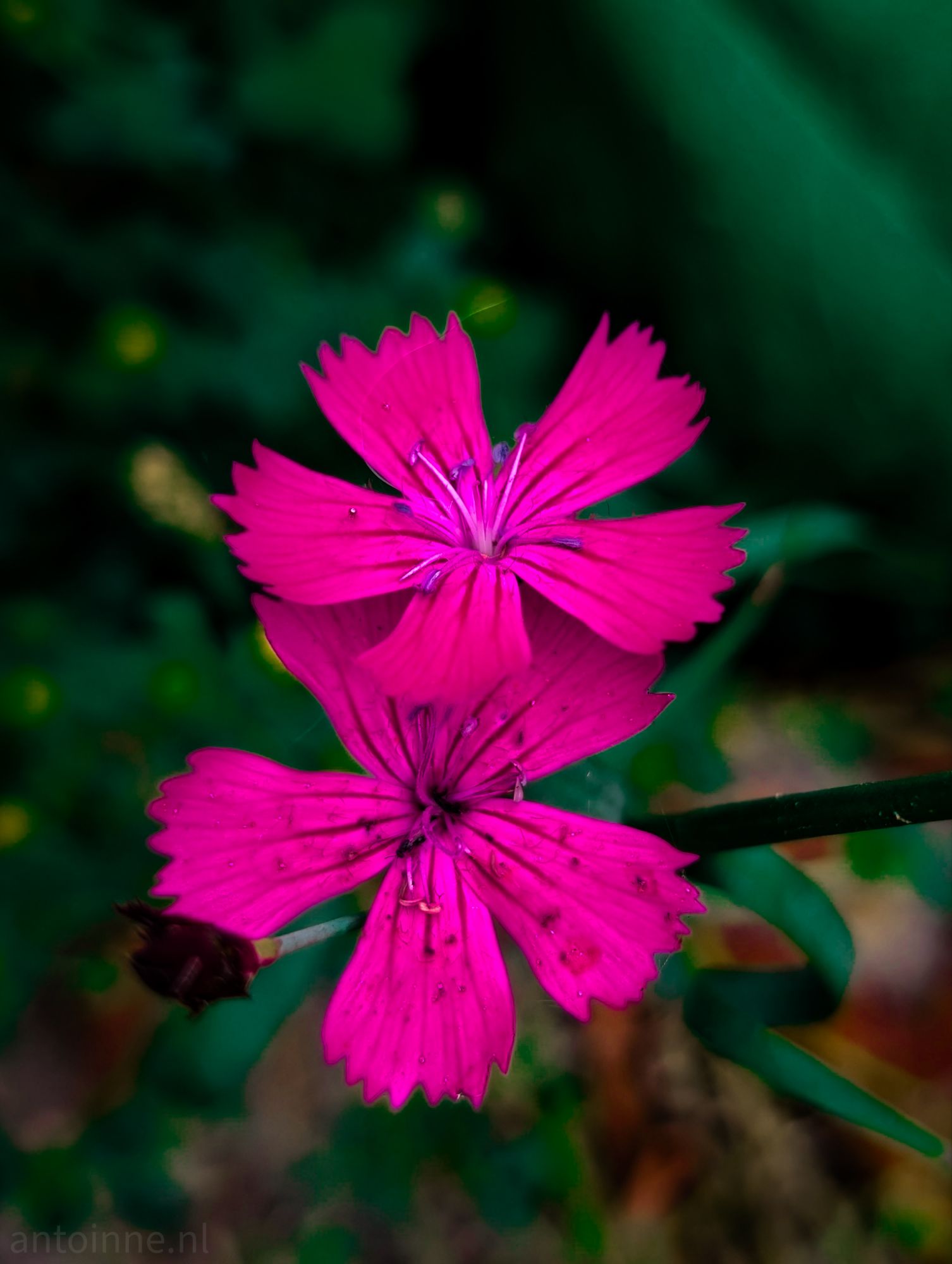 Magenta
