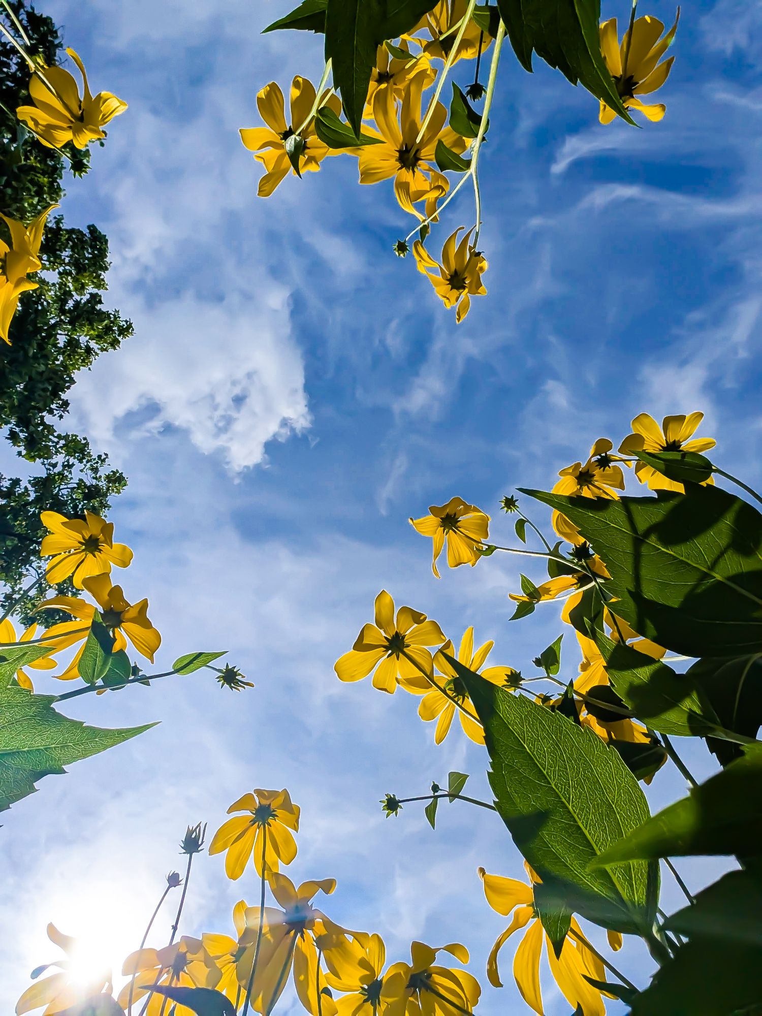 Bright yellow and blue