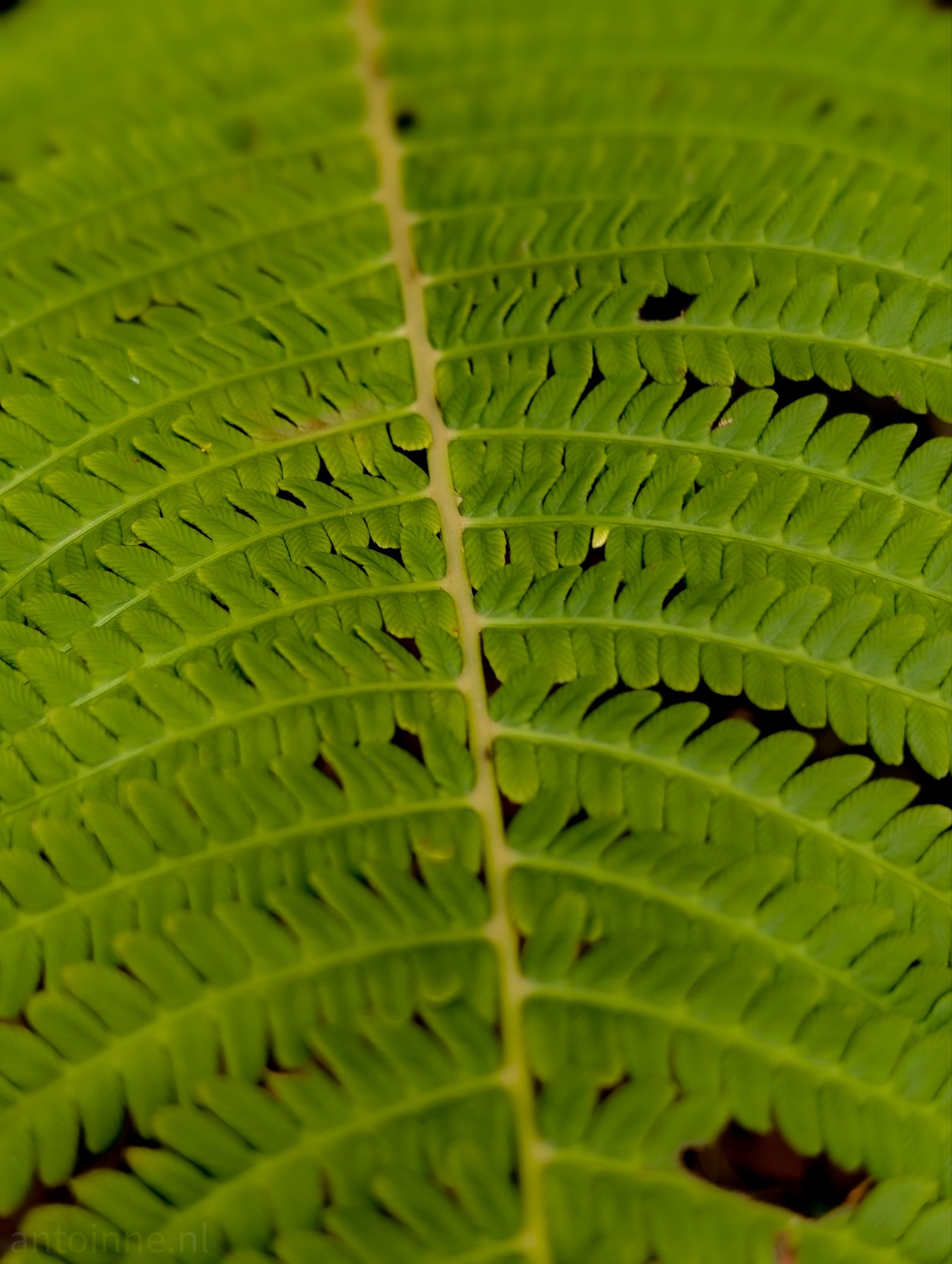 Fern