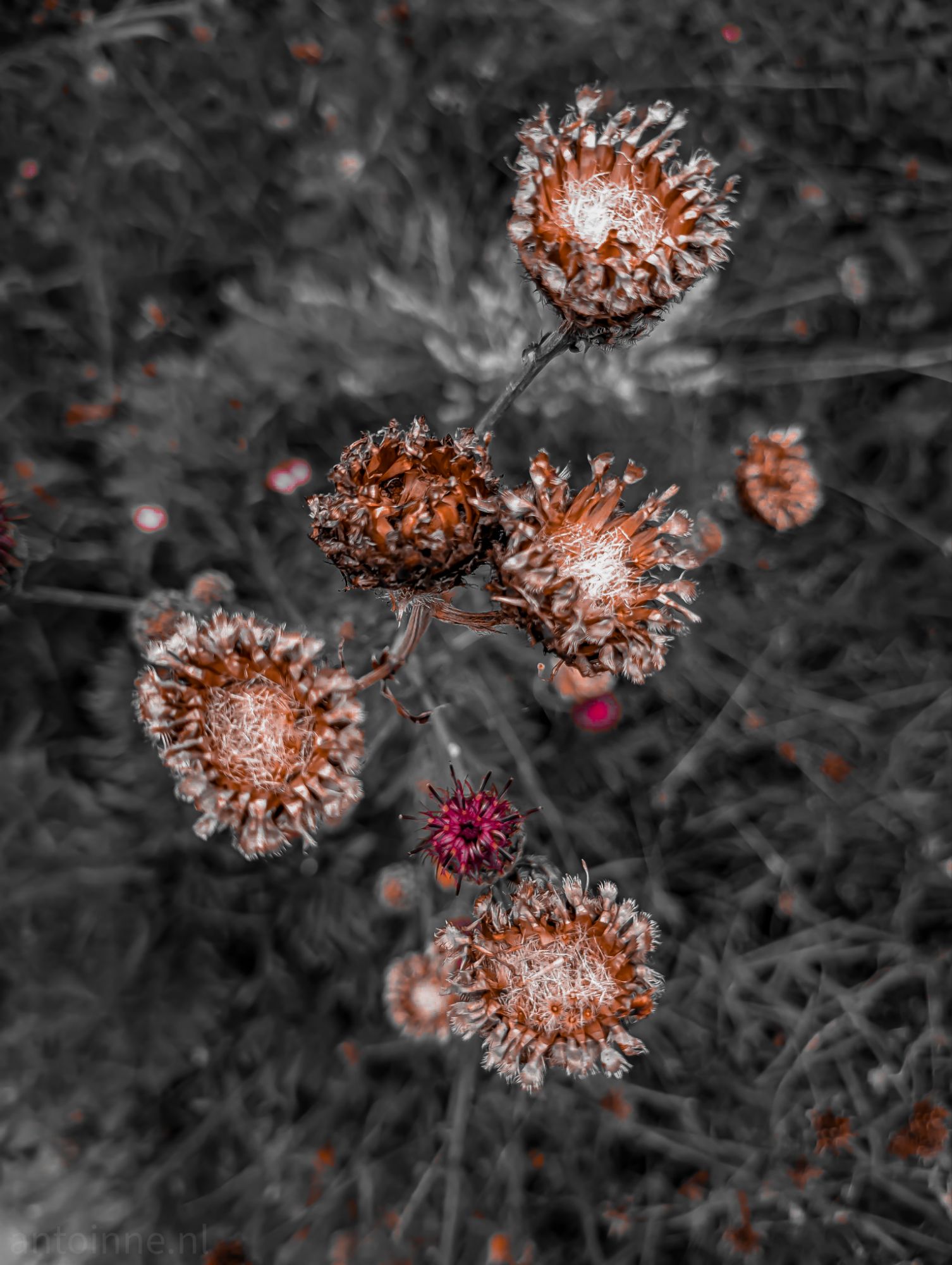 Dried flowers