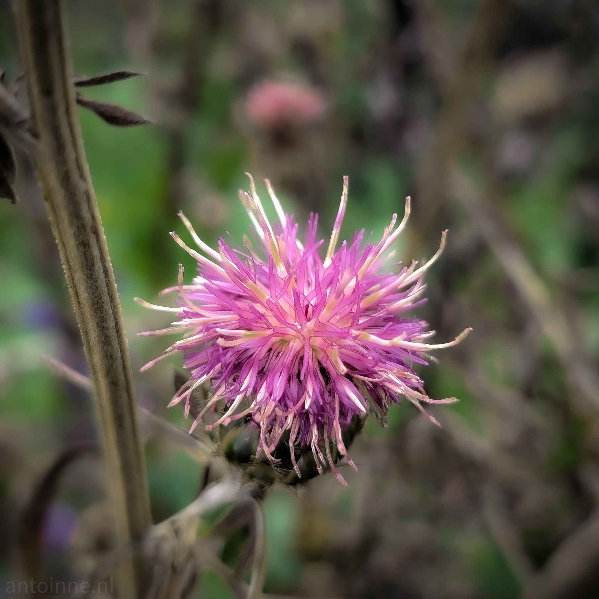 Spiky