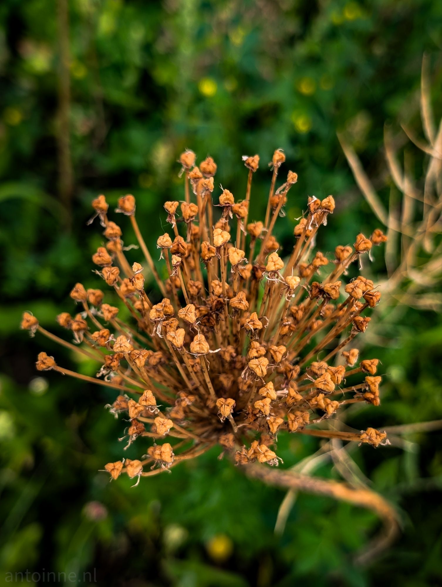 Seed head