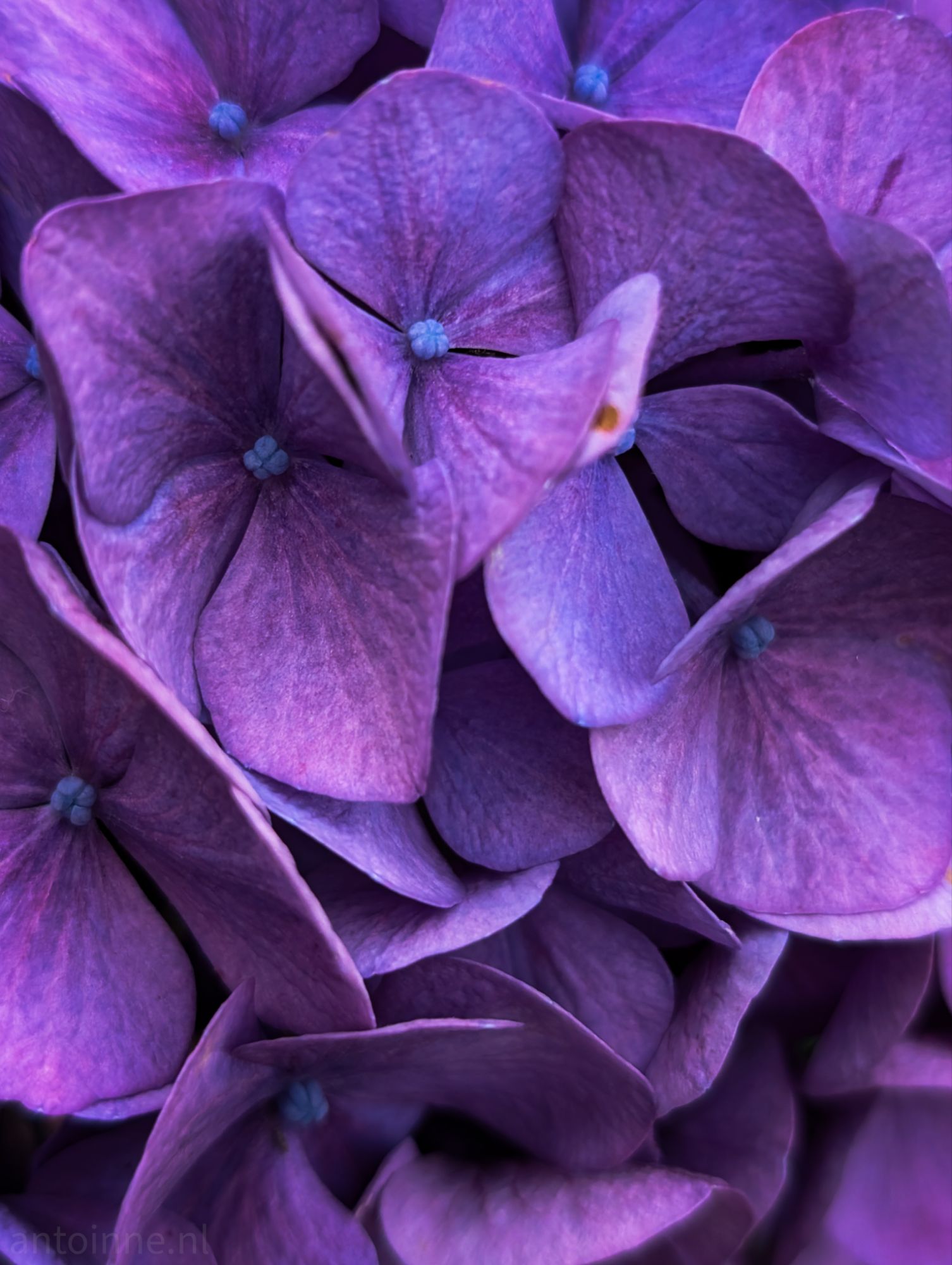 Hydrangea
