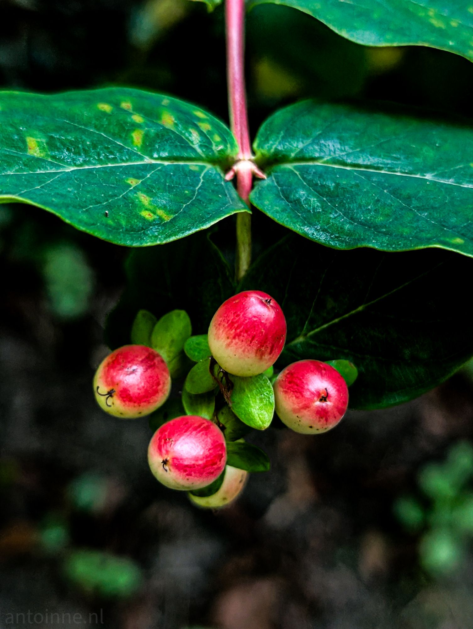 Berries