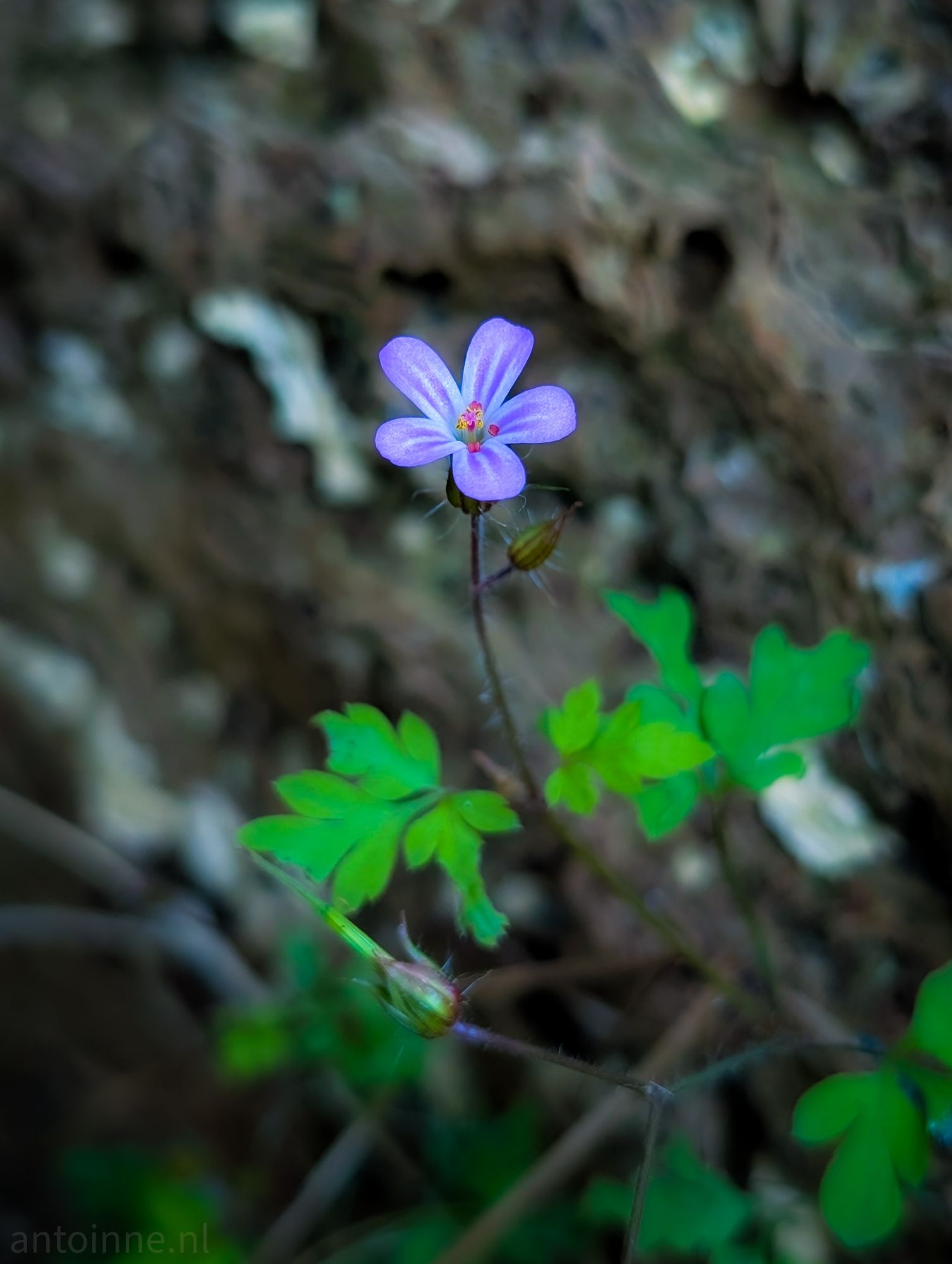 Herb-robert