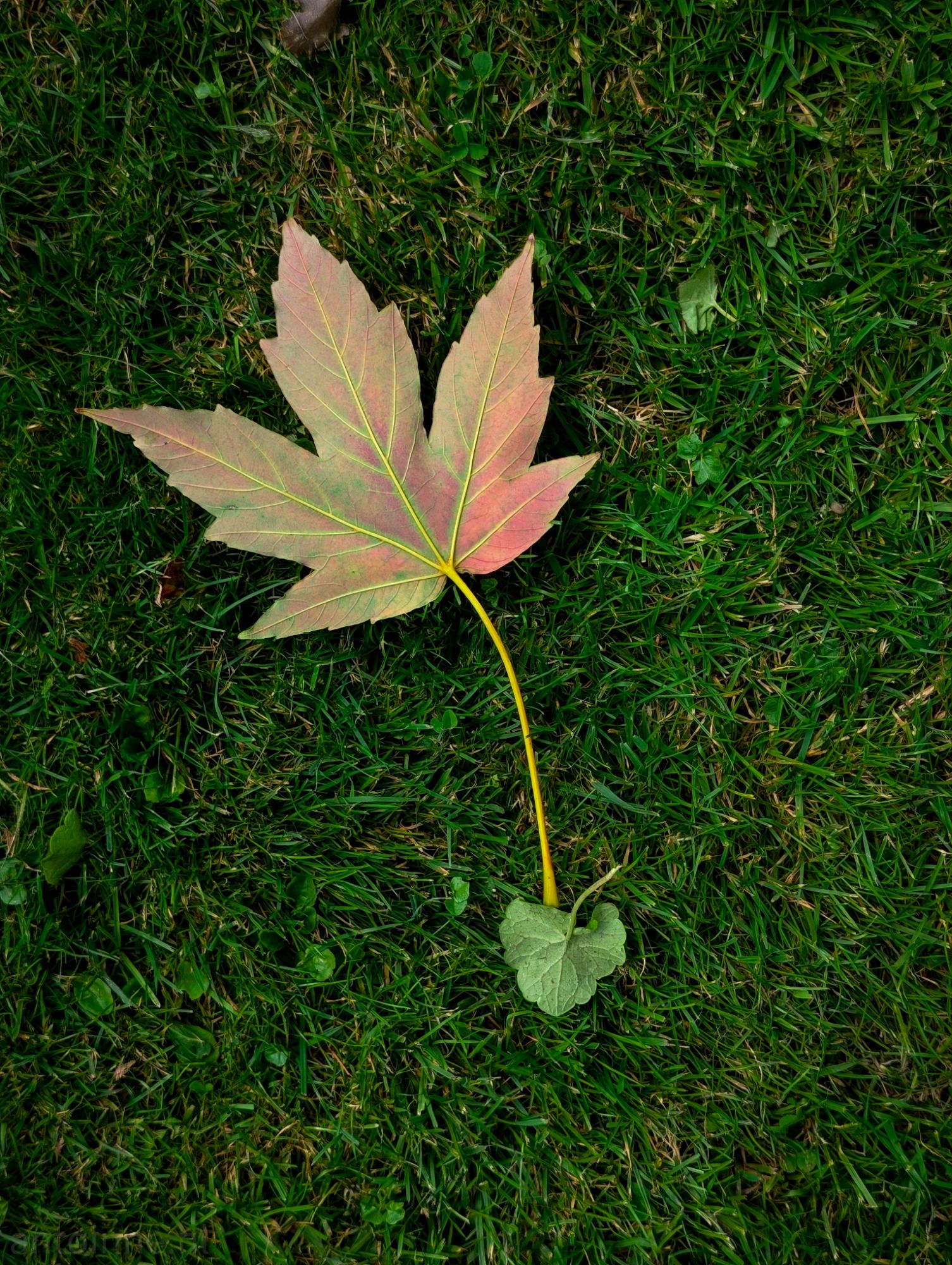 Fallen
