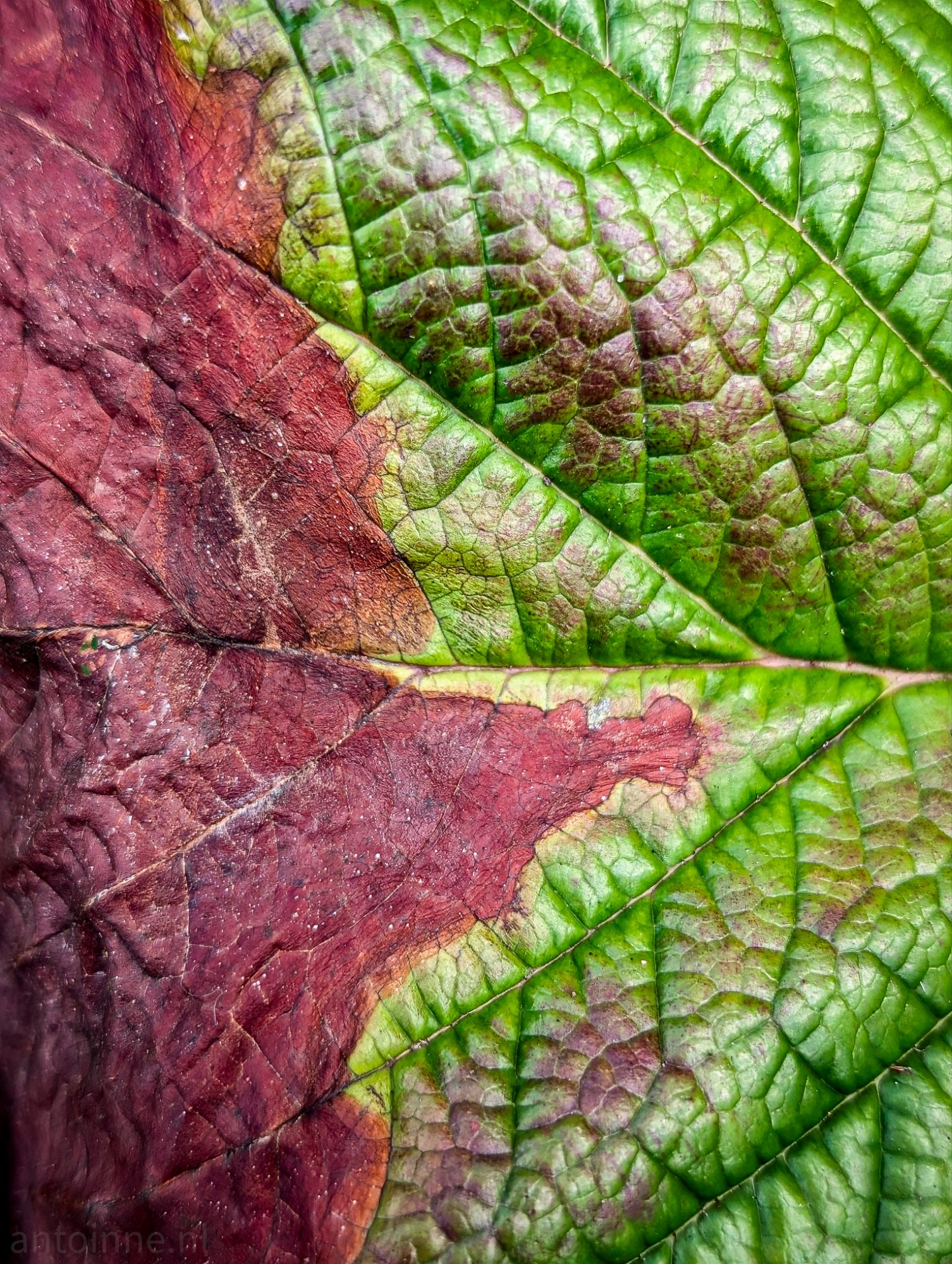 Leaf