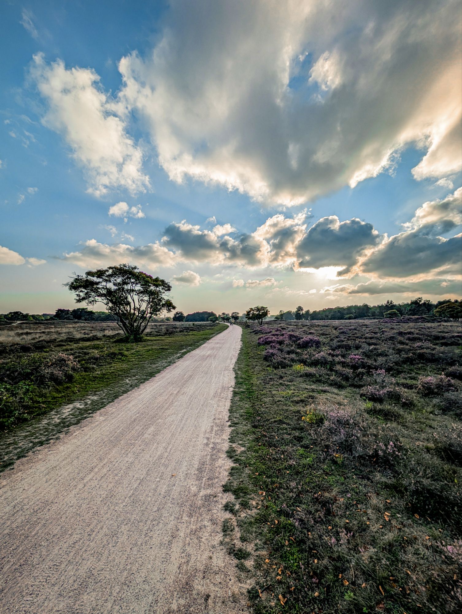 Naar huis