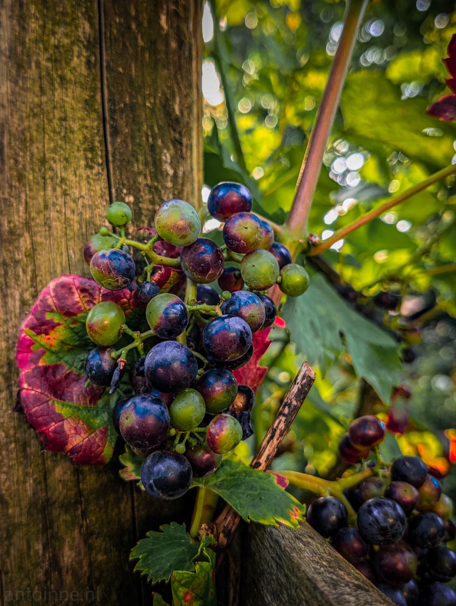 Grapes