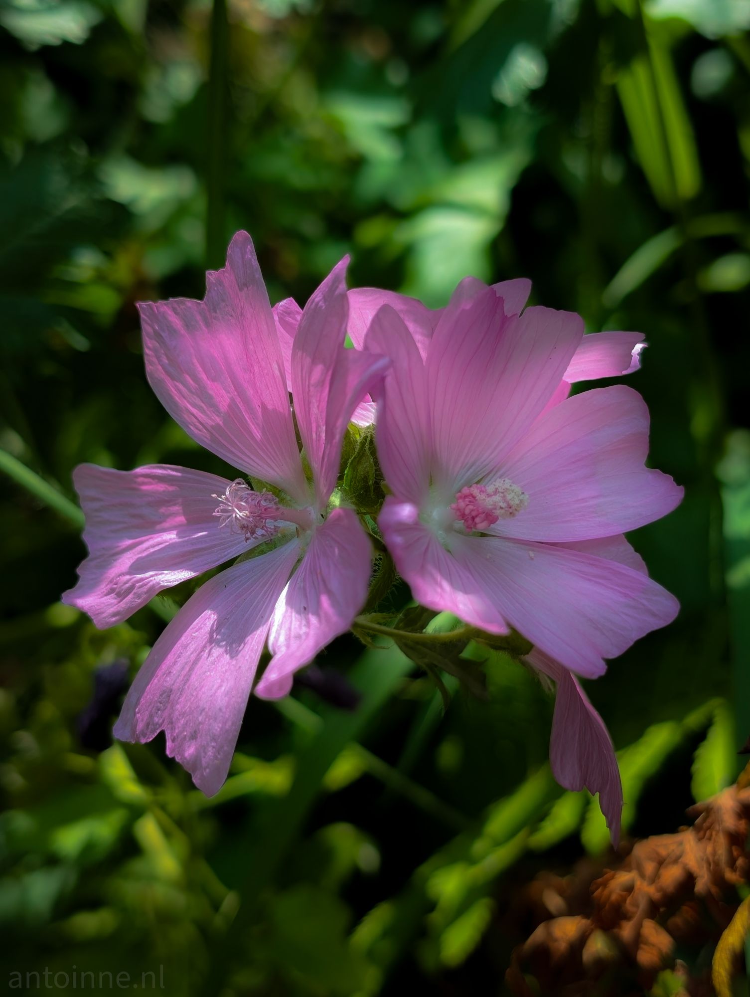 Two pink flowers
