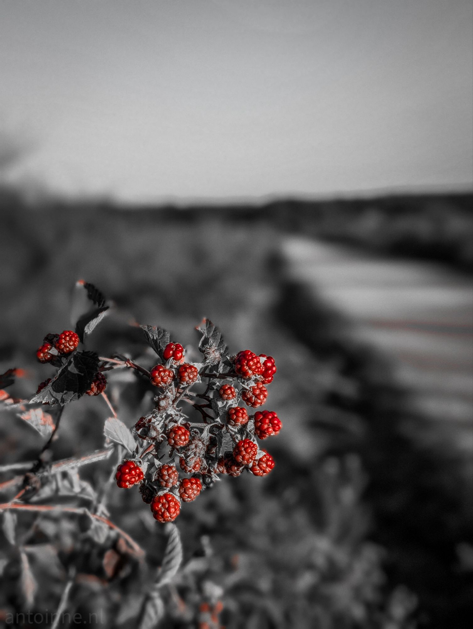 Blackberries