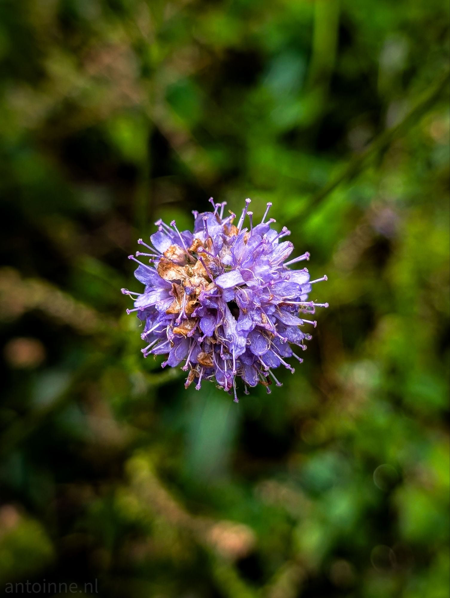 Pincushion