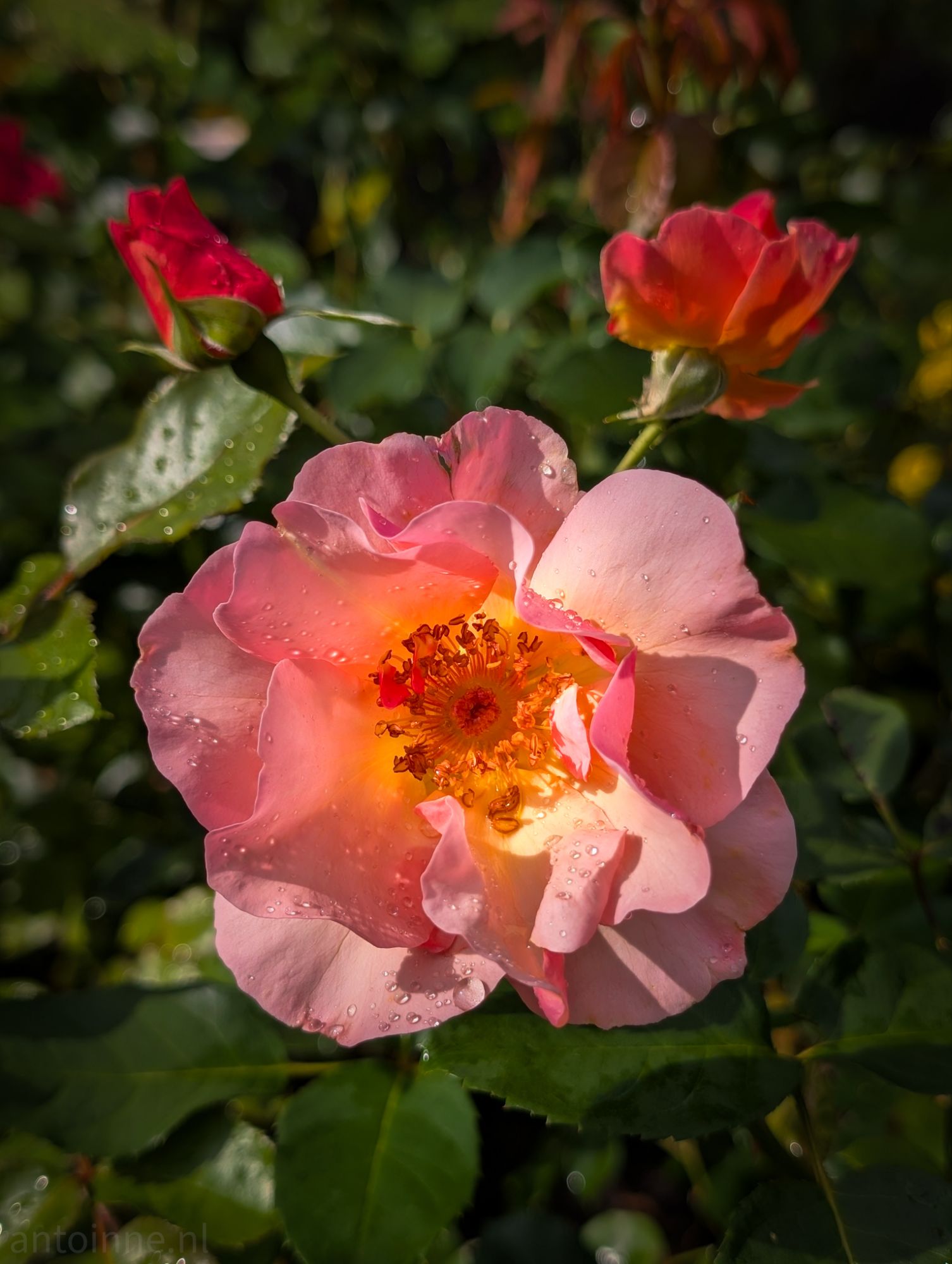 Roses