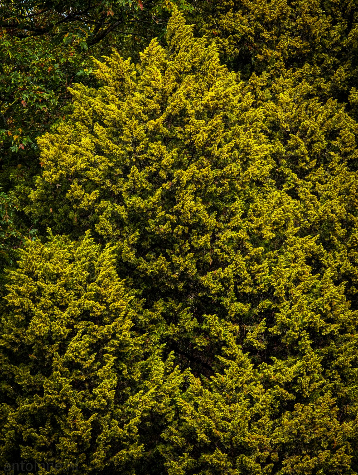 Trees