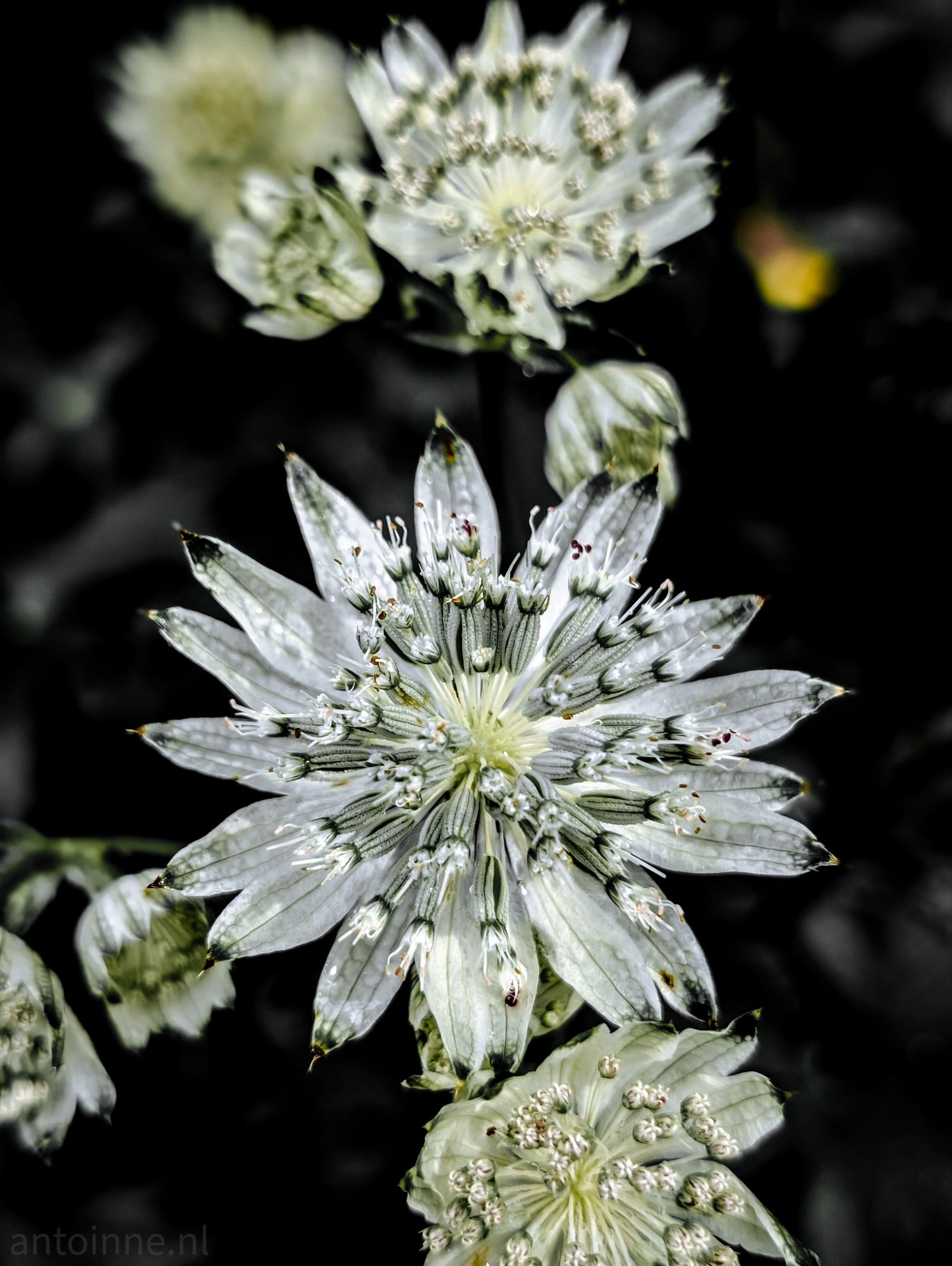 Astrantia