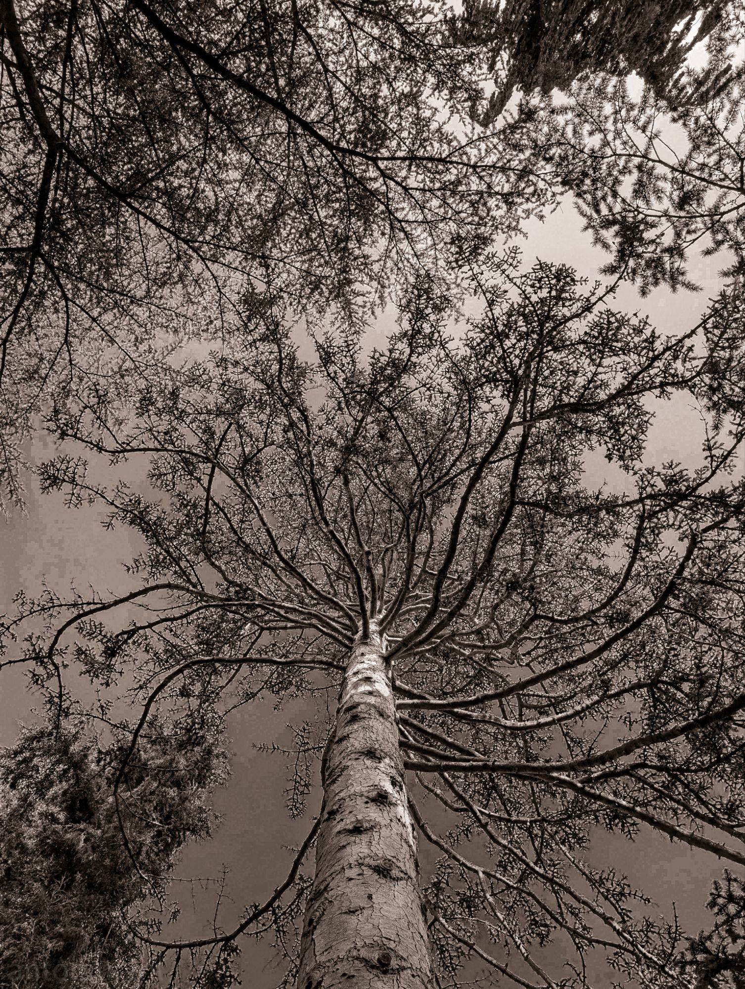 Canopy