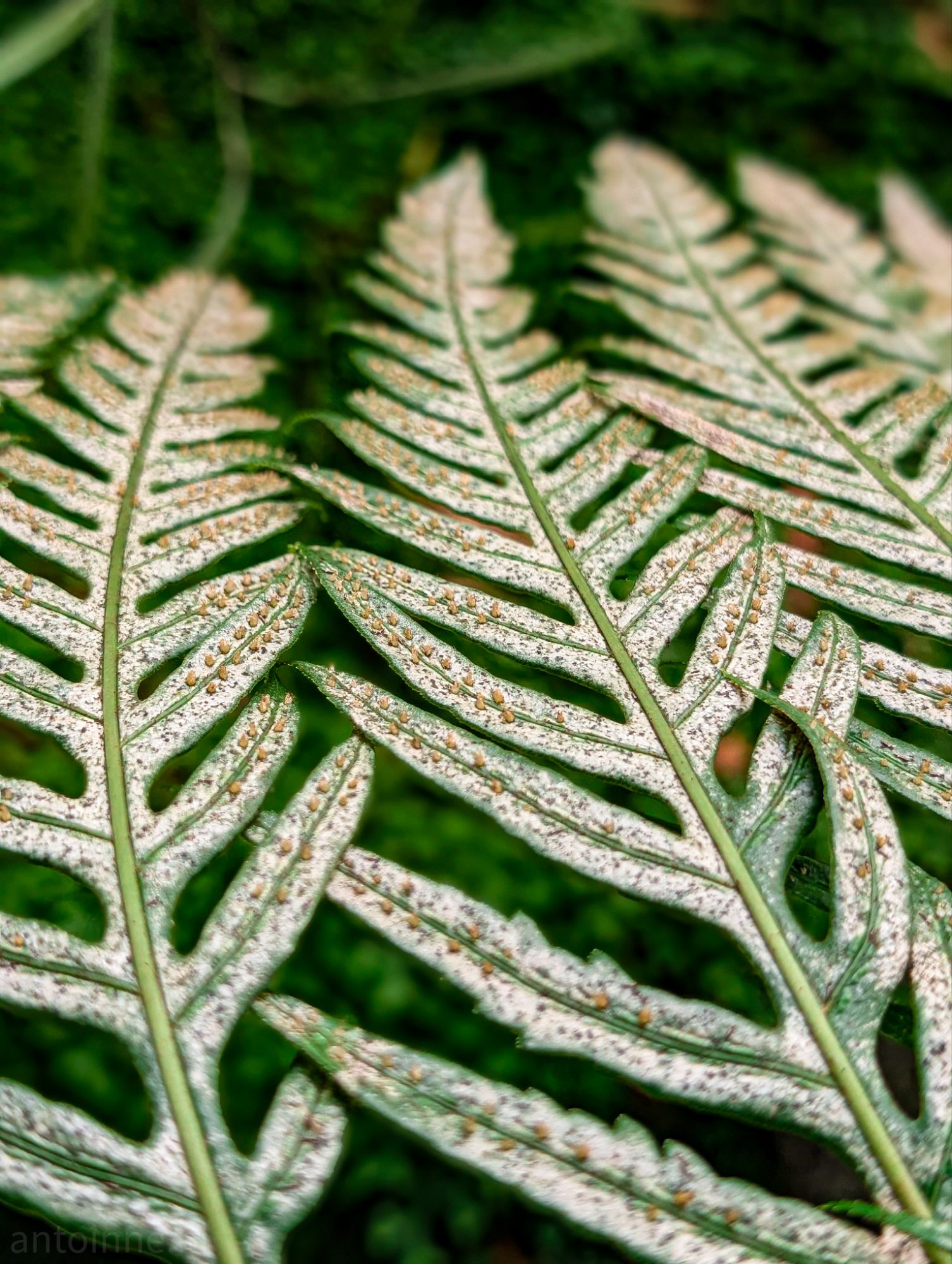 Ferns
